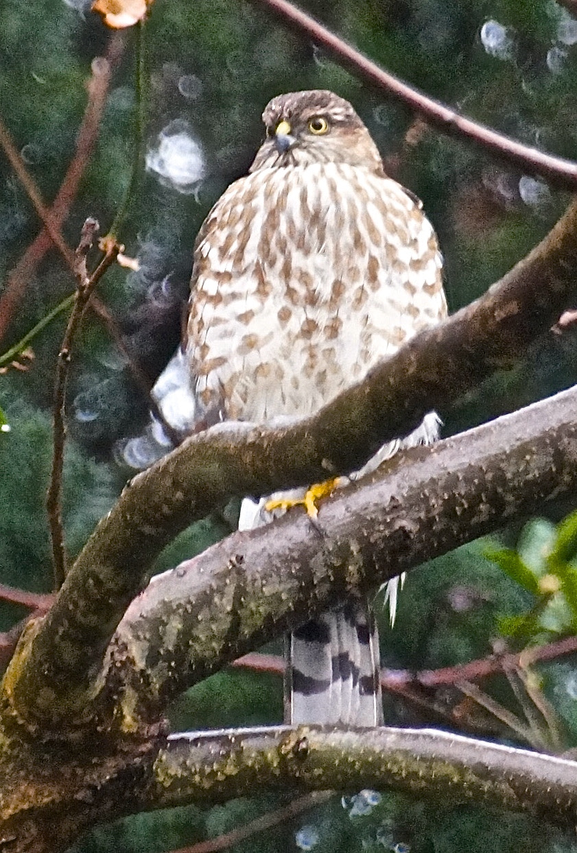 Sigma 18-250mm F3.5-6.3 DC OS HSM sample photo. Cooper's hawk photography