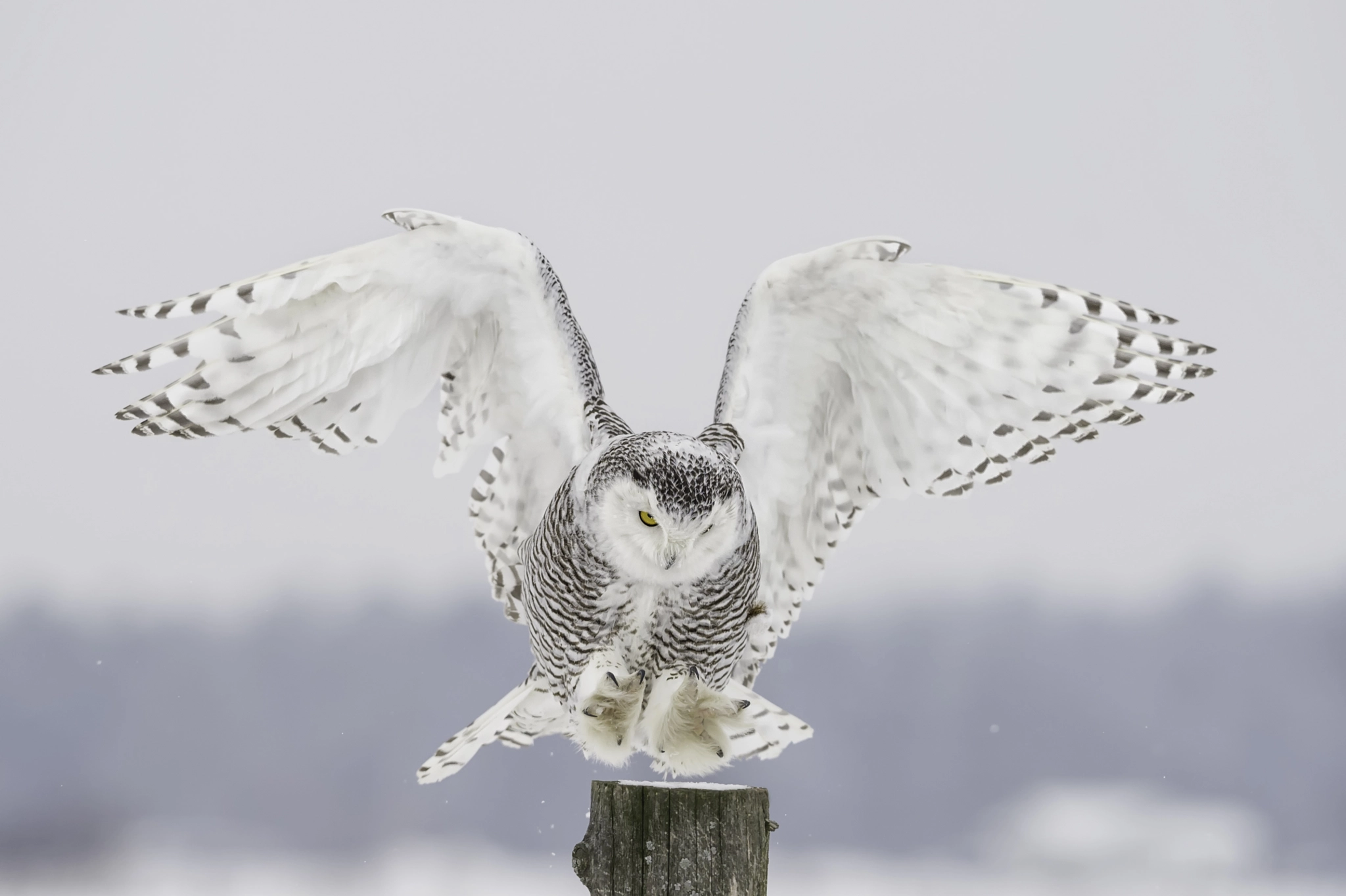 Nikon AF-S Nikkor 200mm F2G ED VR II sample photo. Sticking the landing... photography