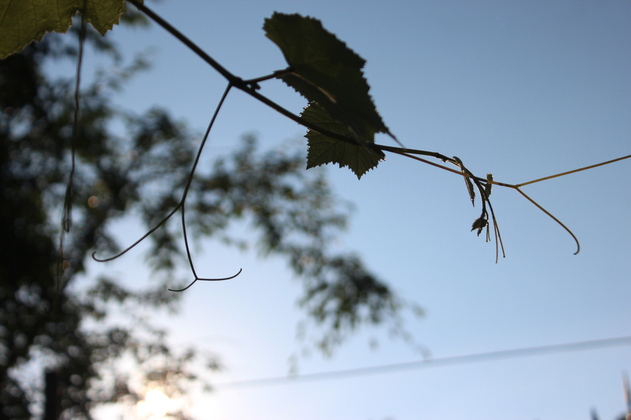 Canon EOS 600D (Rebel EOS T3i / EOS Kiss X5) sample photo. Img_2977.jpg photography