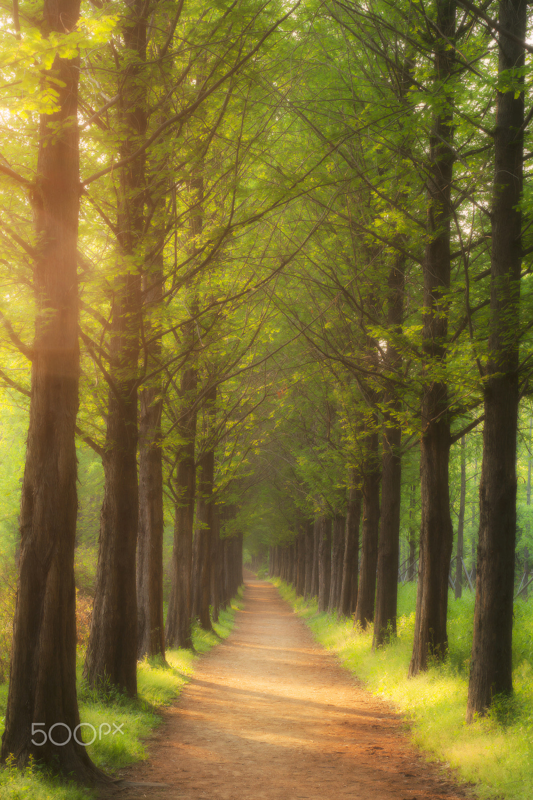 Canon EOS 30D + Canon EF 50mm F1.8 II sample photo. Last spring photography