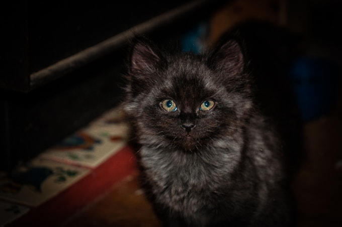 Sigma 17-70mm F2.8-4 DC Macro OS HSM | C sample photo. Untitled photography