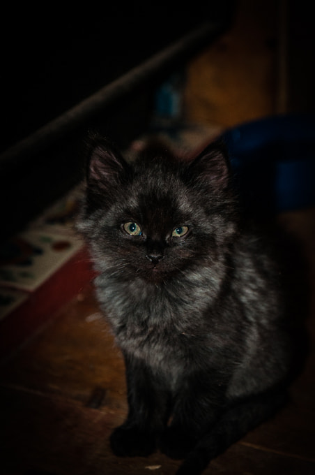 Sigma 17-70mm F2.8-4 DC Macro OS HSM | C sample photo. Untitled photography