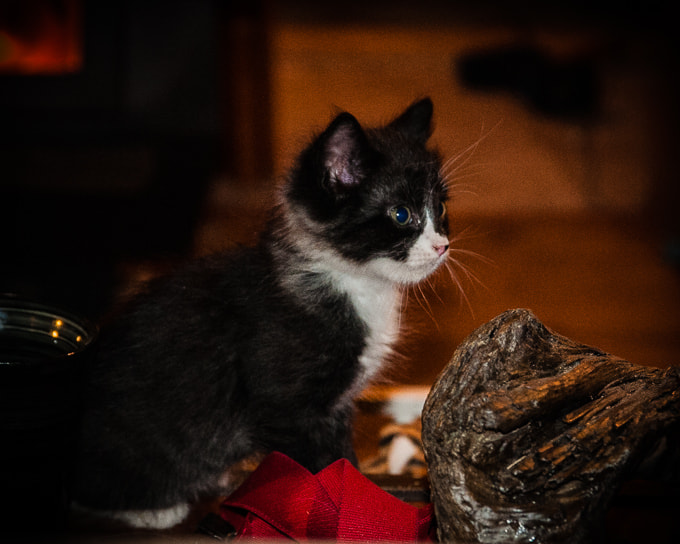 Sigma 17-70mm F2.8-4 DC Macro OS HSM | C sample photo. Untitled photography