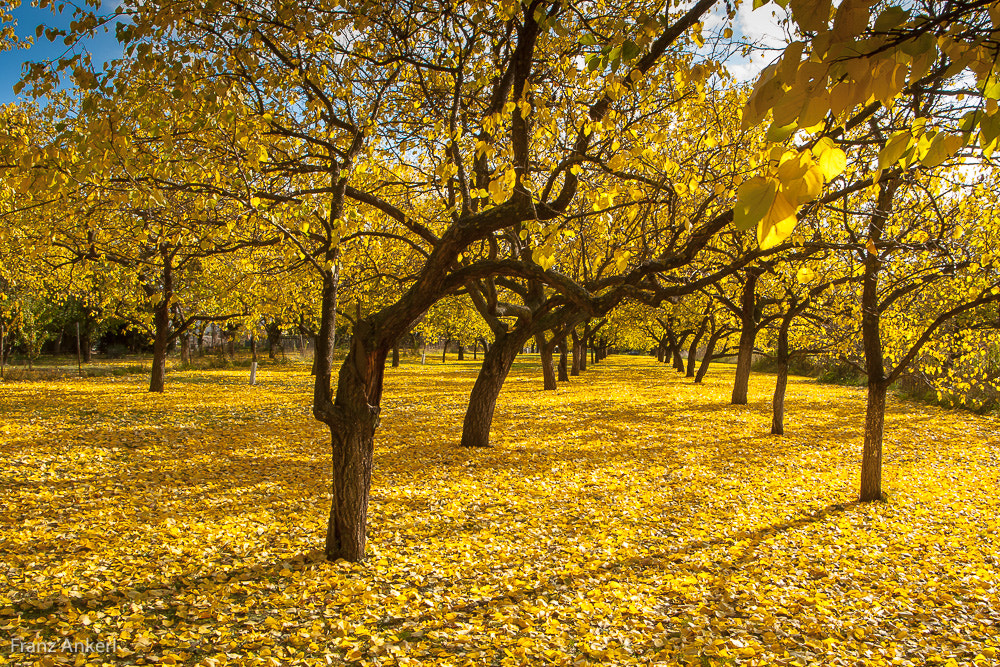 Canon EOS-1D Mark III + Tamron AF 19-35mm f/3.5-4.5 sample photo. Goldener herbst photography