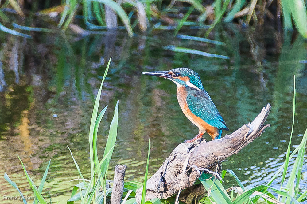Canon EF 70-200mm F2.8L IS II USM sample photo. Eisvogel photography