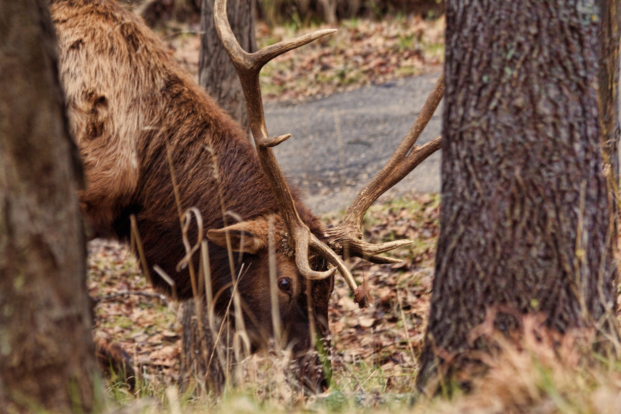 Canon EF 70-300mm F4-5.6 IS USM sample photo. Elk photography