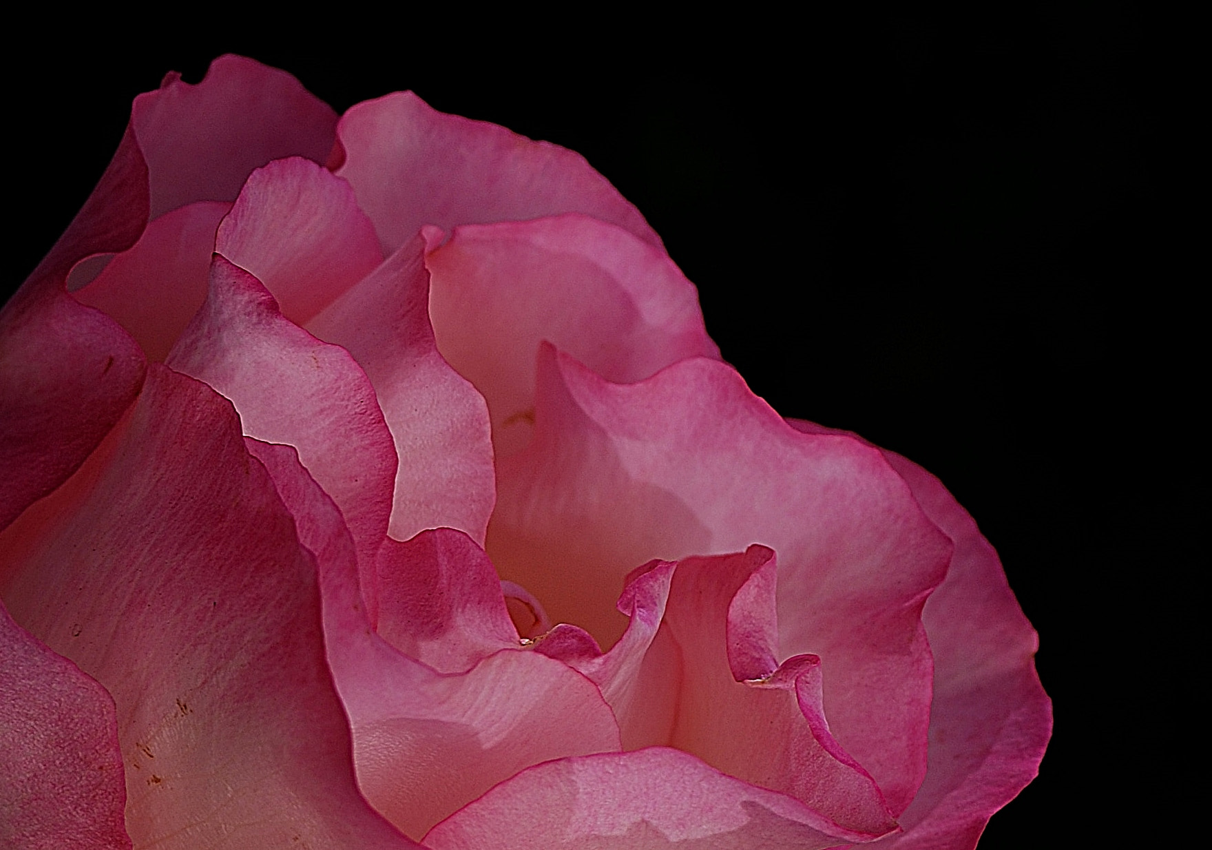 Nikon D40X + AF Zoom-Nikkor 35-80mm f/4-5.6D sample photo. Petalos rosa photography