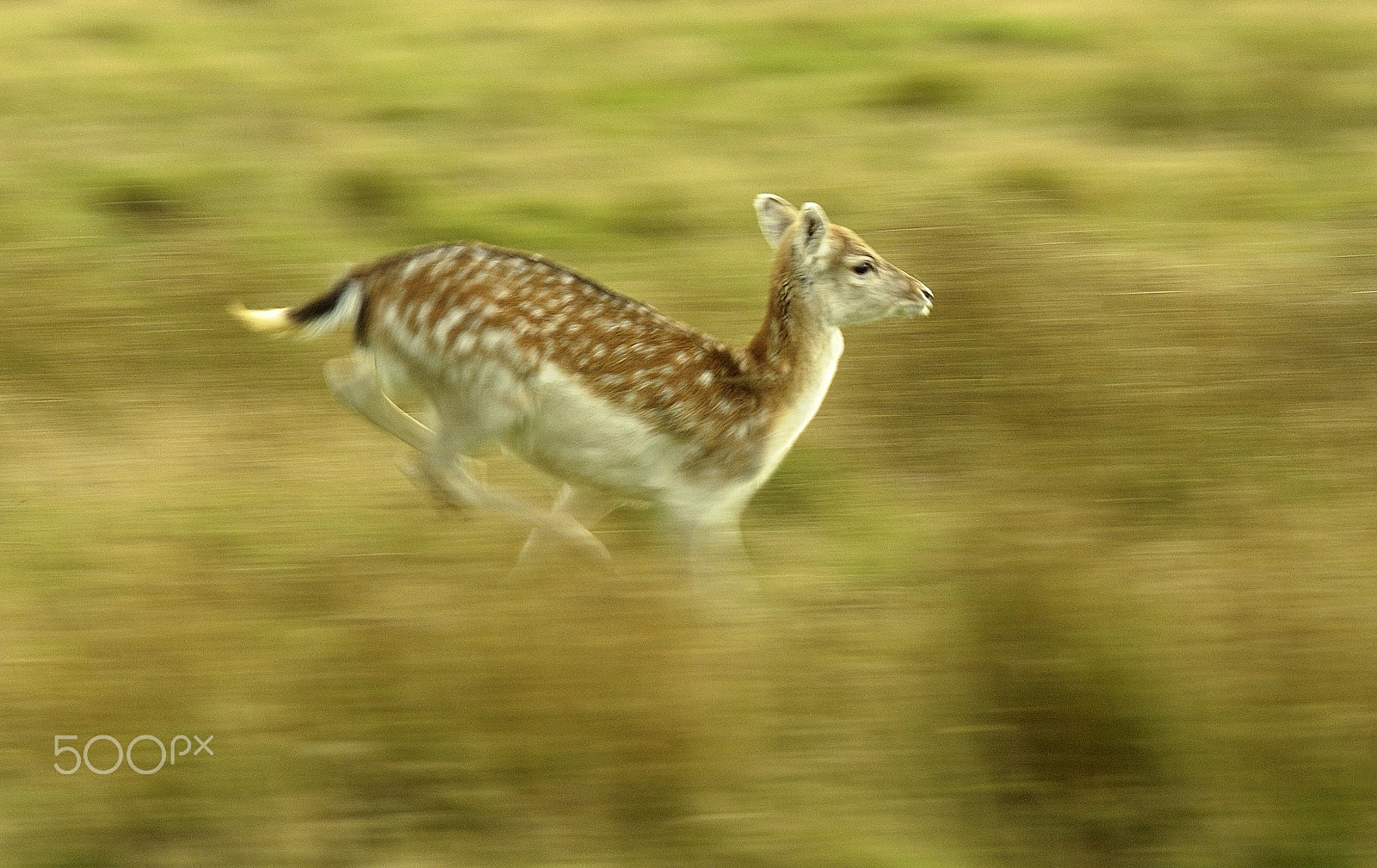 Sigma 300mm F2.8 APO EX DG HSM sample photo. Run! photography