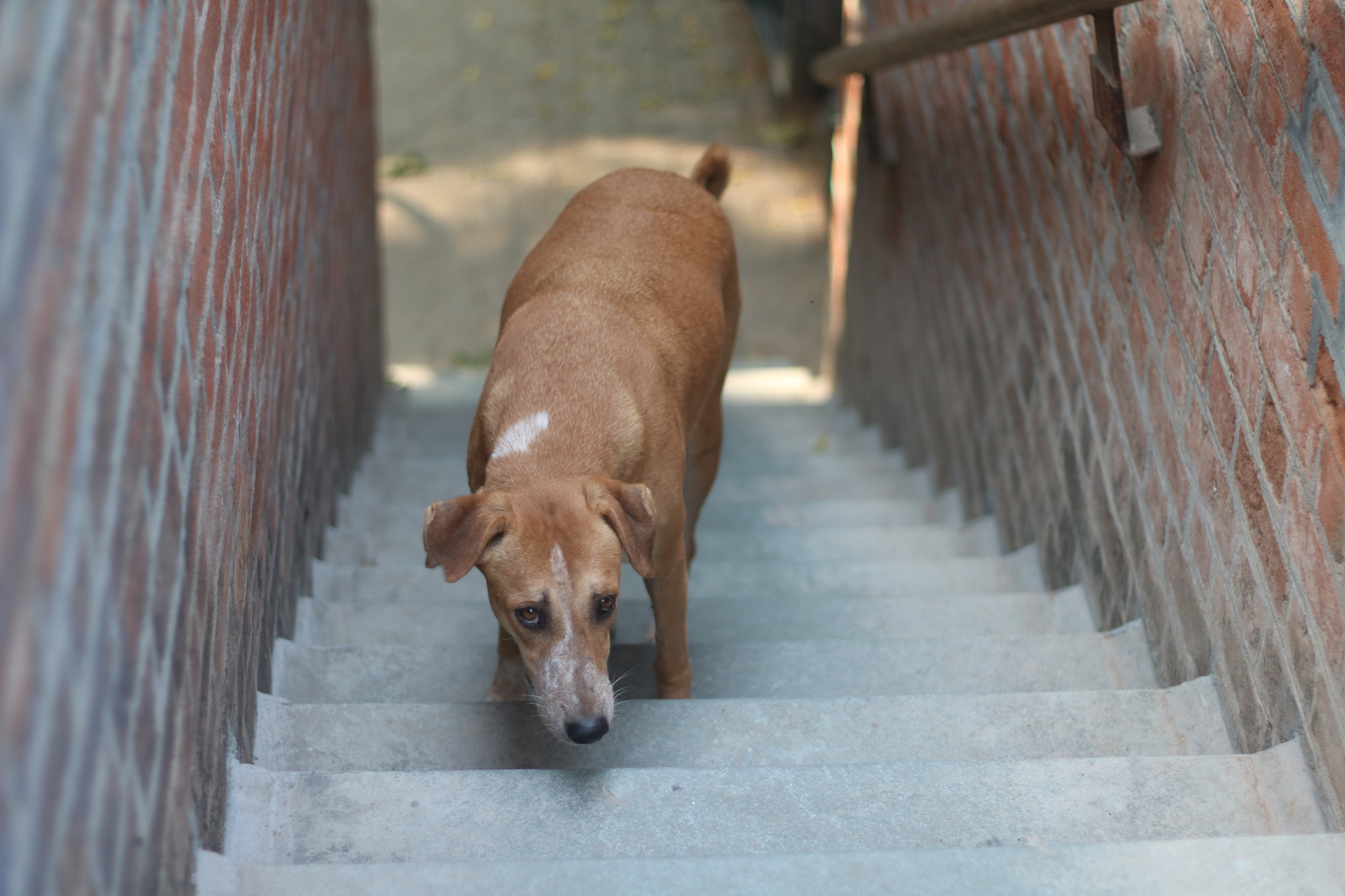 Canon EOS 750D (EOS Rebel T6i / EOS Kiss X8i) + Canon EF 50mm F1.8 II sample photo. Gundo - the evil dog photography