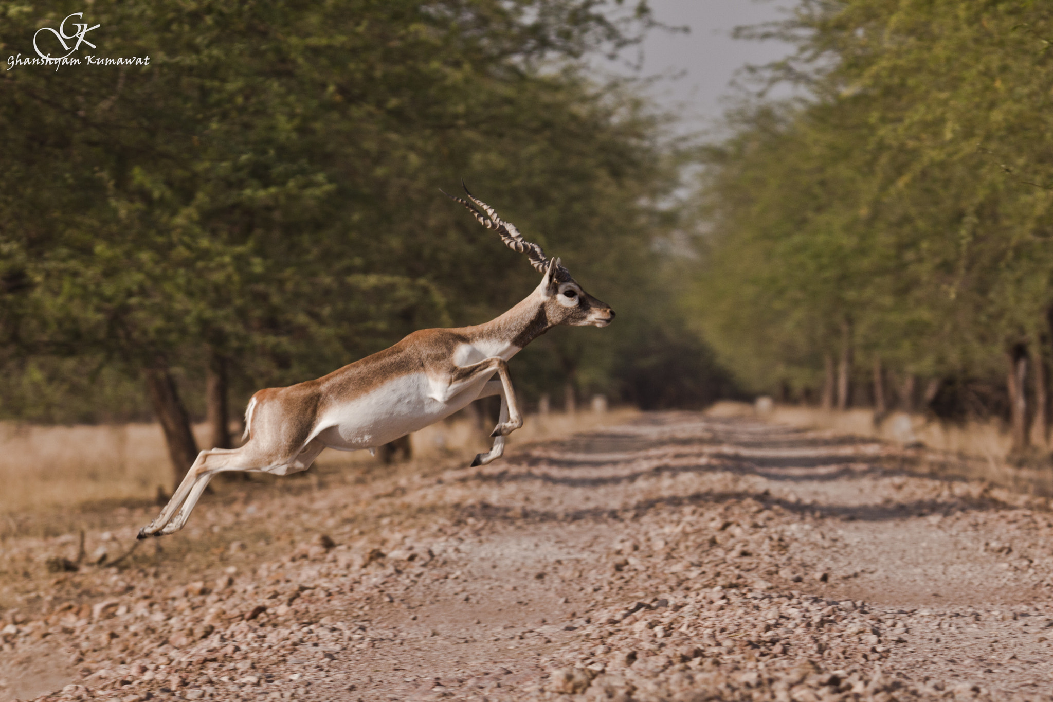 Canon EOS 500D (EOS Rebel T1i / EOS Kiss X3) sample photo. Blackbuck photography