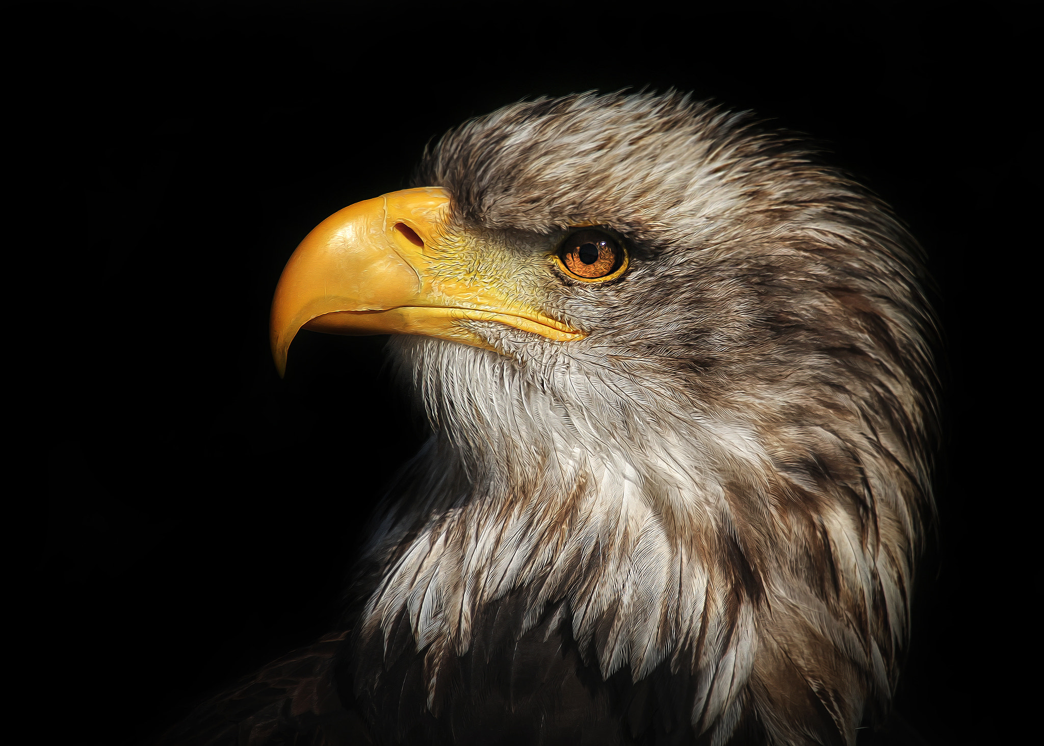 Sigma 50-500mm f/4-6.3 APO HSM EX sample photo. Eagle photography