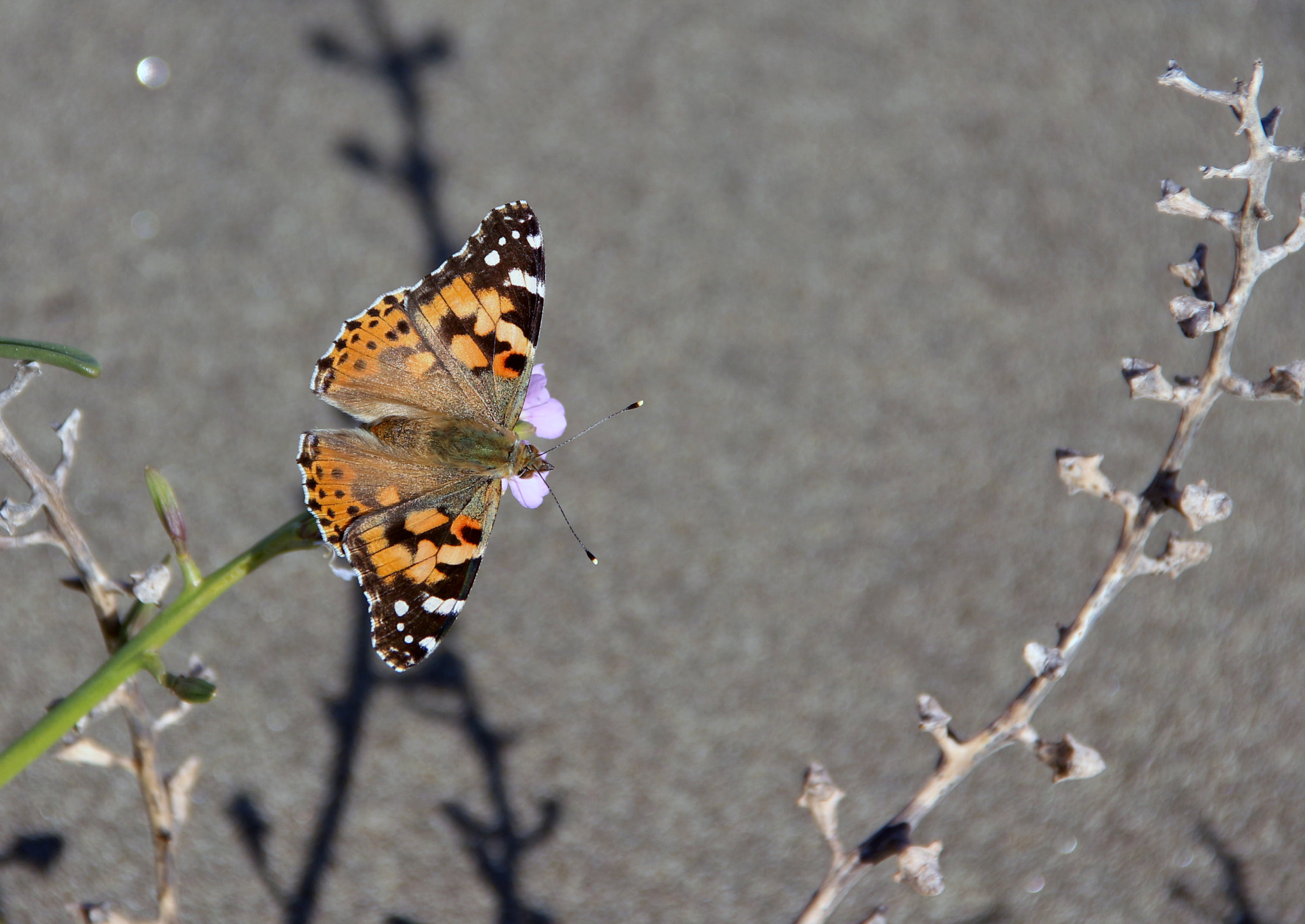 Canon EOS M sample photo. K () photography