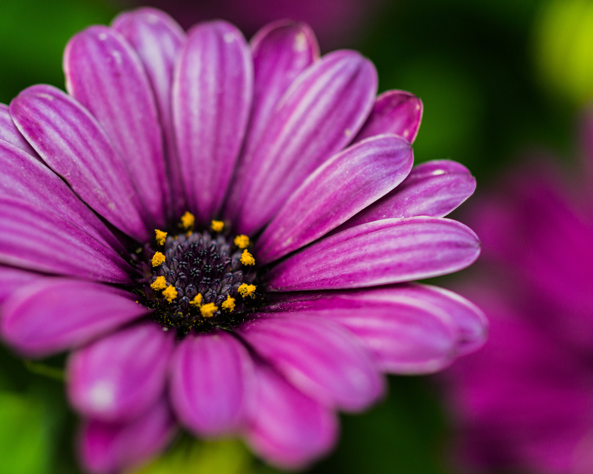 MACRO 50mm F2.8 sample photo. Dimorphoteca flor/flower photography