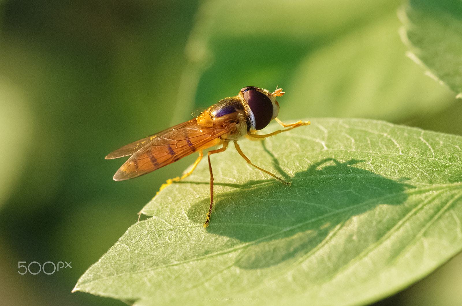 Pentax smc D-FA 100mm F2.8 Macro WR sample photo. Bee.jpg photography