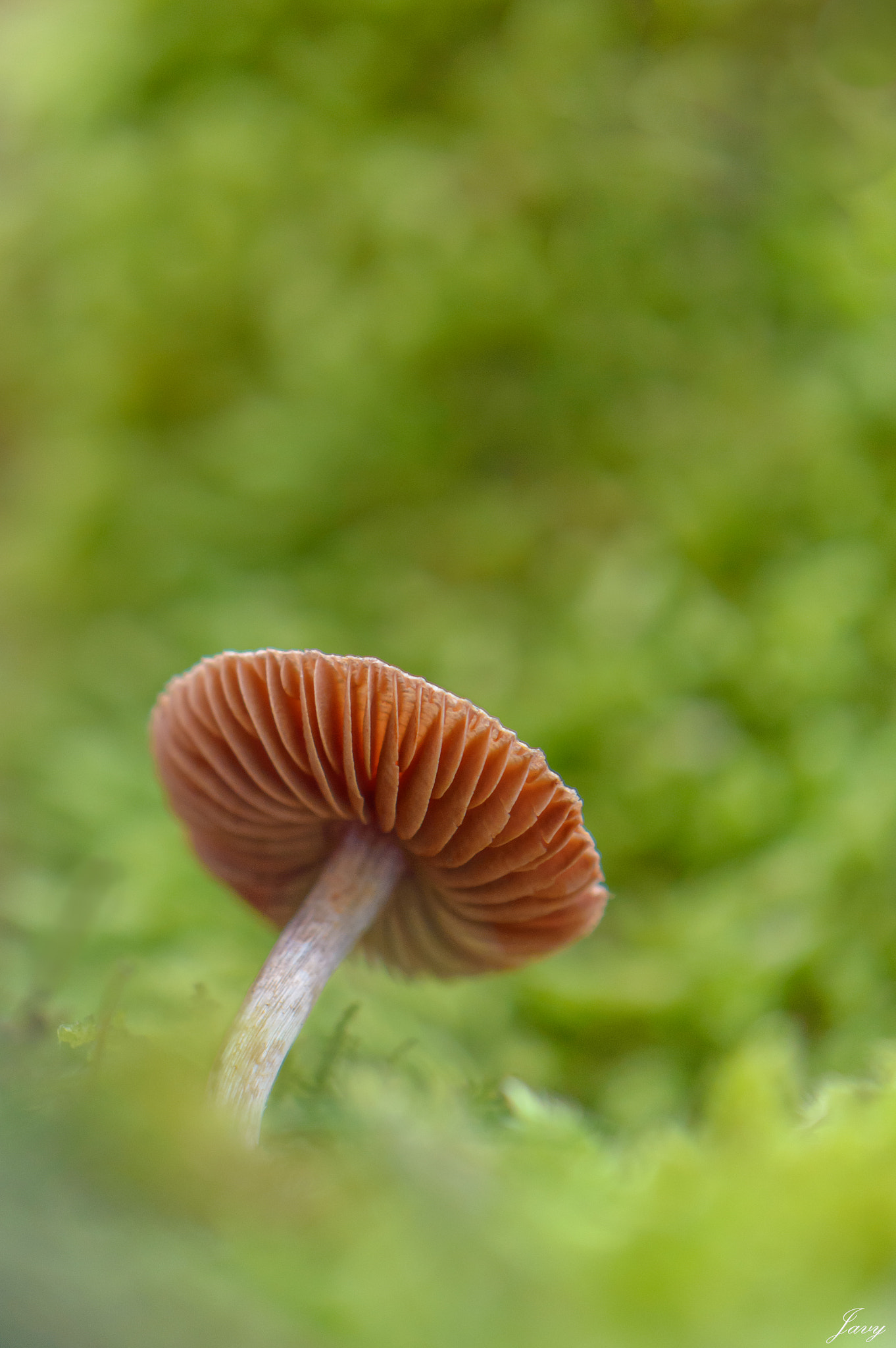 Nikon AF-S DX Micro-Nikkor 85mm F3.5G ED VR sample photo. Las branquias del bosque / forest gills photography