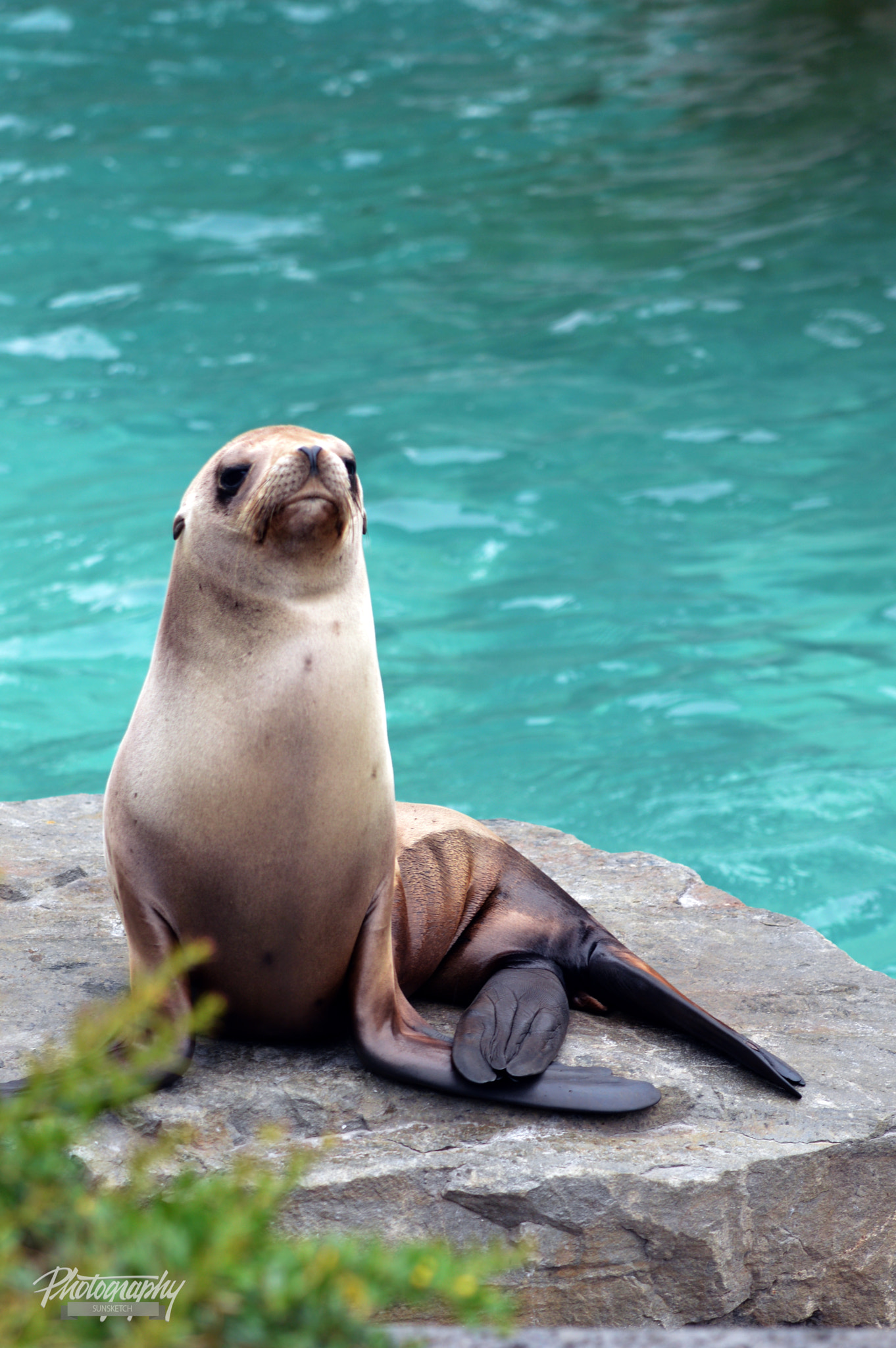 Sigma 70-200mm F2.8 EX DG OS HSM sample photo. Another seal photography