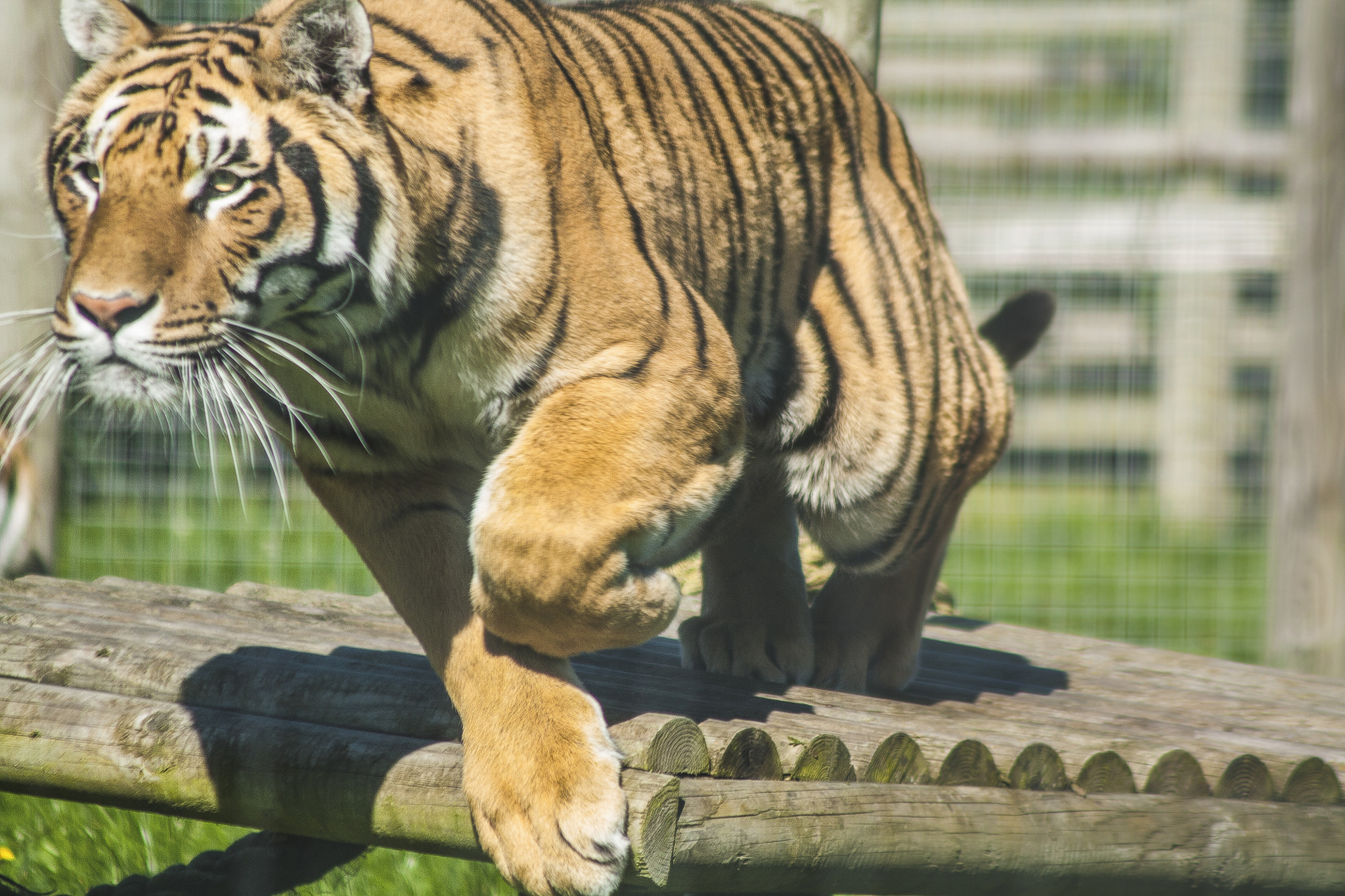 Canon EF 75-300mm F4.0-5.6 IS USM sample photo. Wingham wildlife park photography