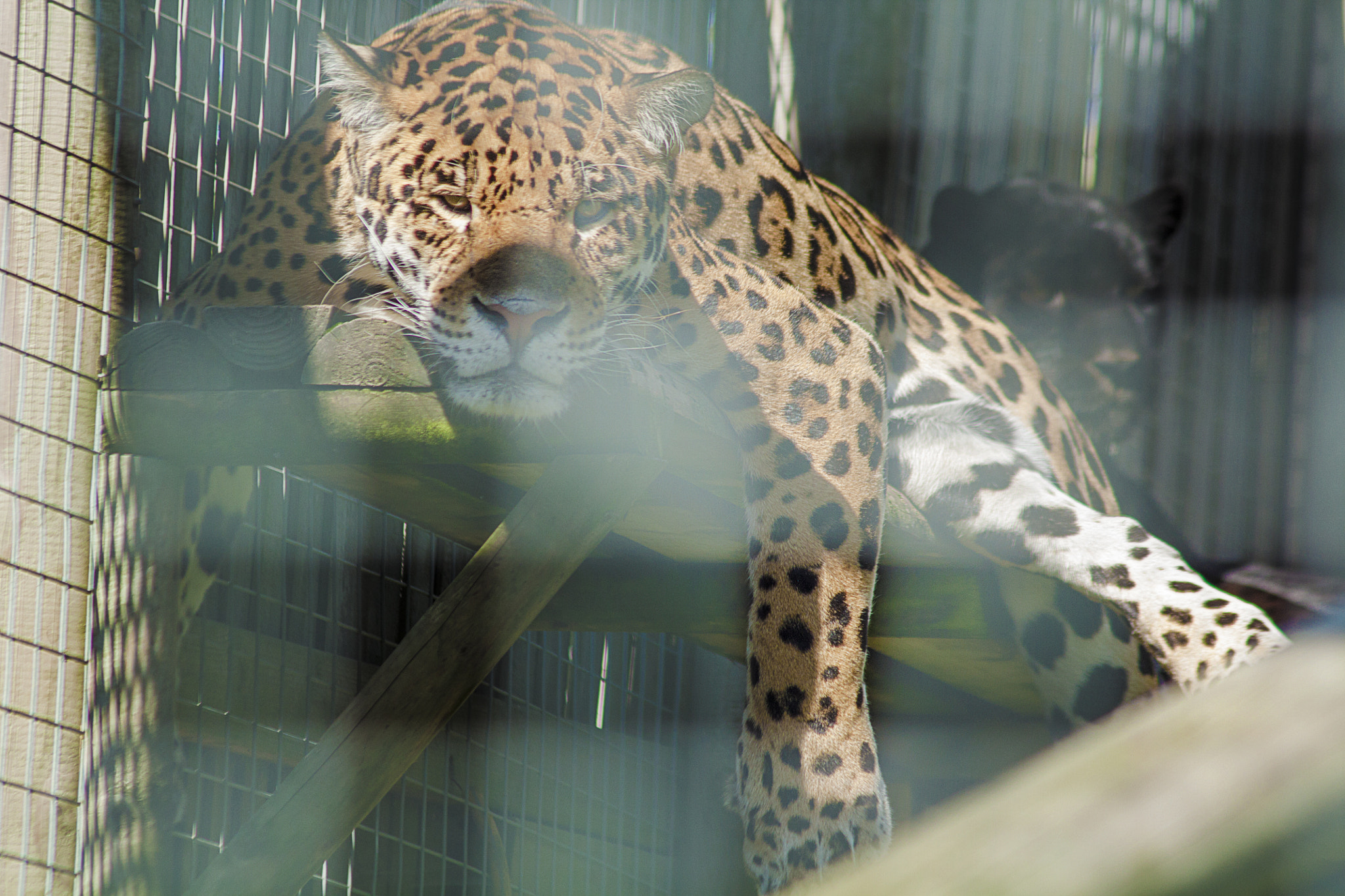Canon EF 75-300mm F4.0-5.6 IS USM sample photo. Wingham wildlife park photography