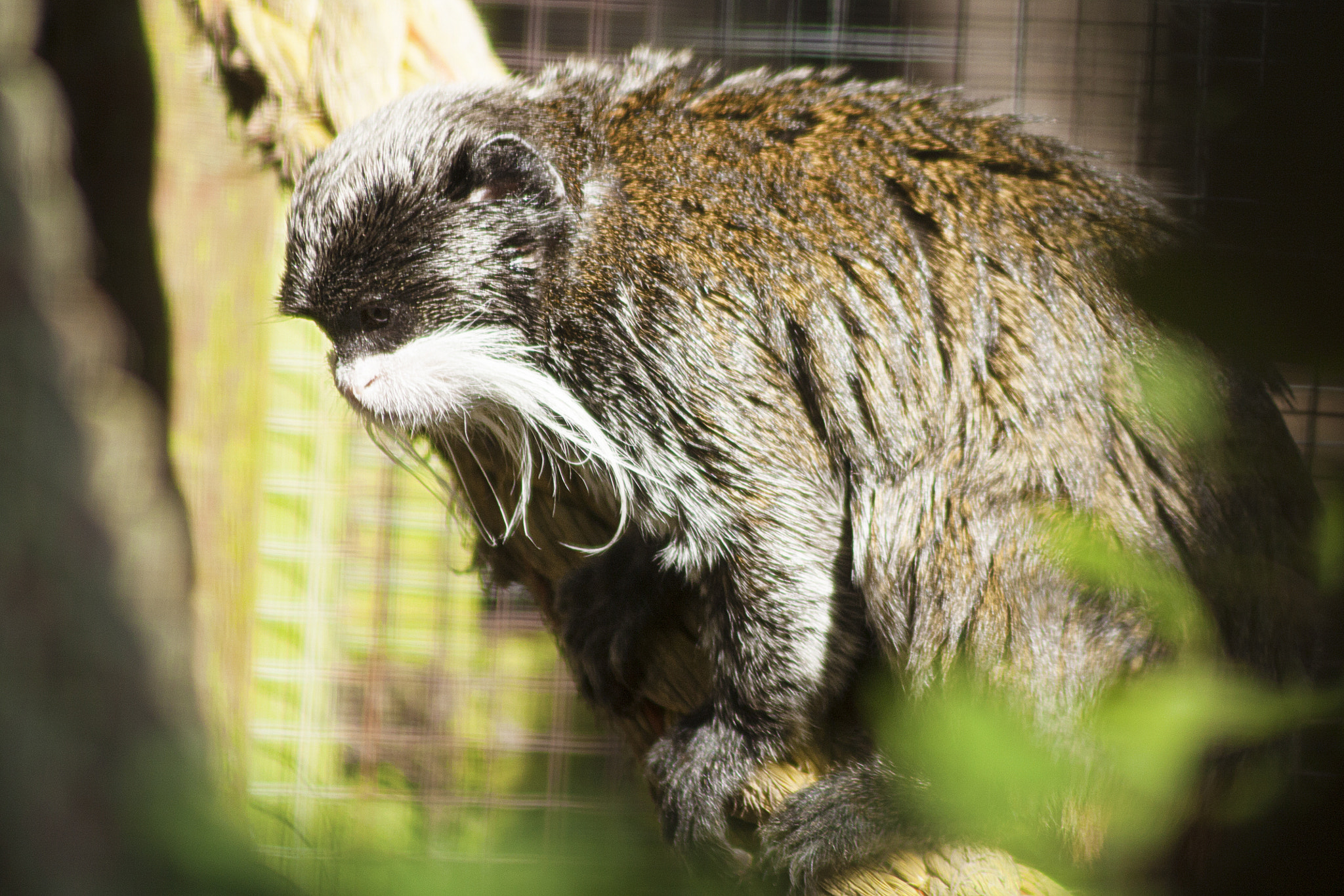 Canon EF 75-300mm F4.0-5.6 IS USM sample photo. Wingham wildlife park photography