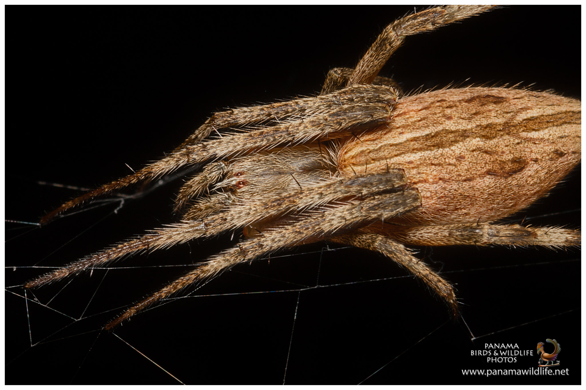 Canon MP-E 65mm F2.5 1-5x Macro Photo sample photo. Araña / spider photography