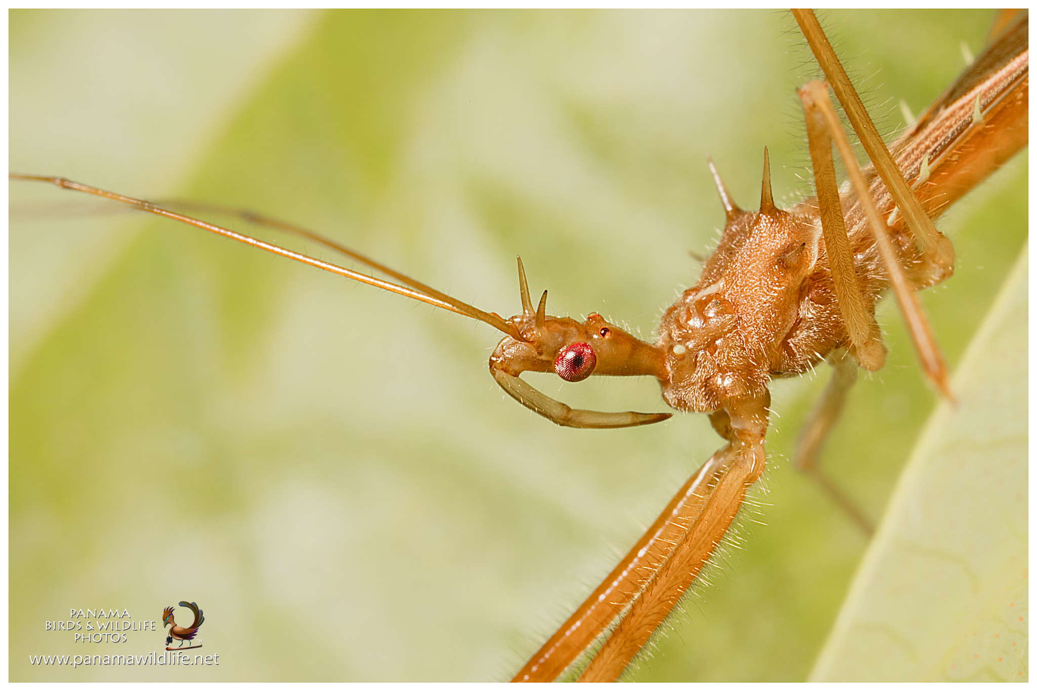 Canon MP-E 65mm F2.5 1-5x Macro Photo sample photo. Assassin bug / chinche asesino photography