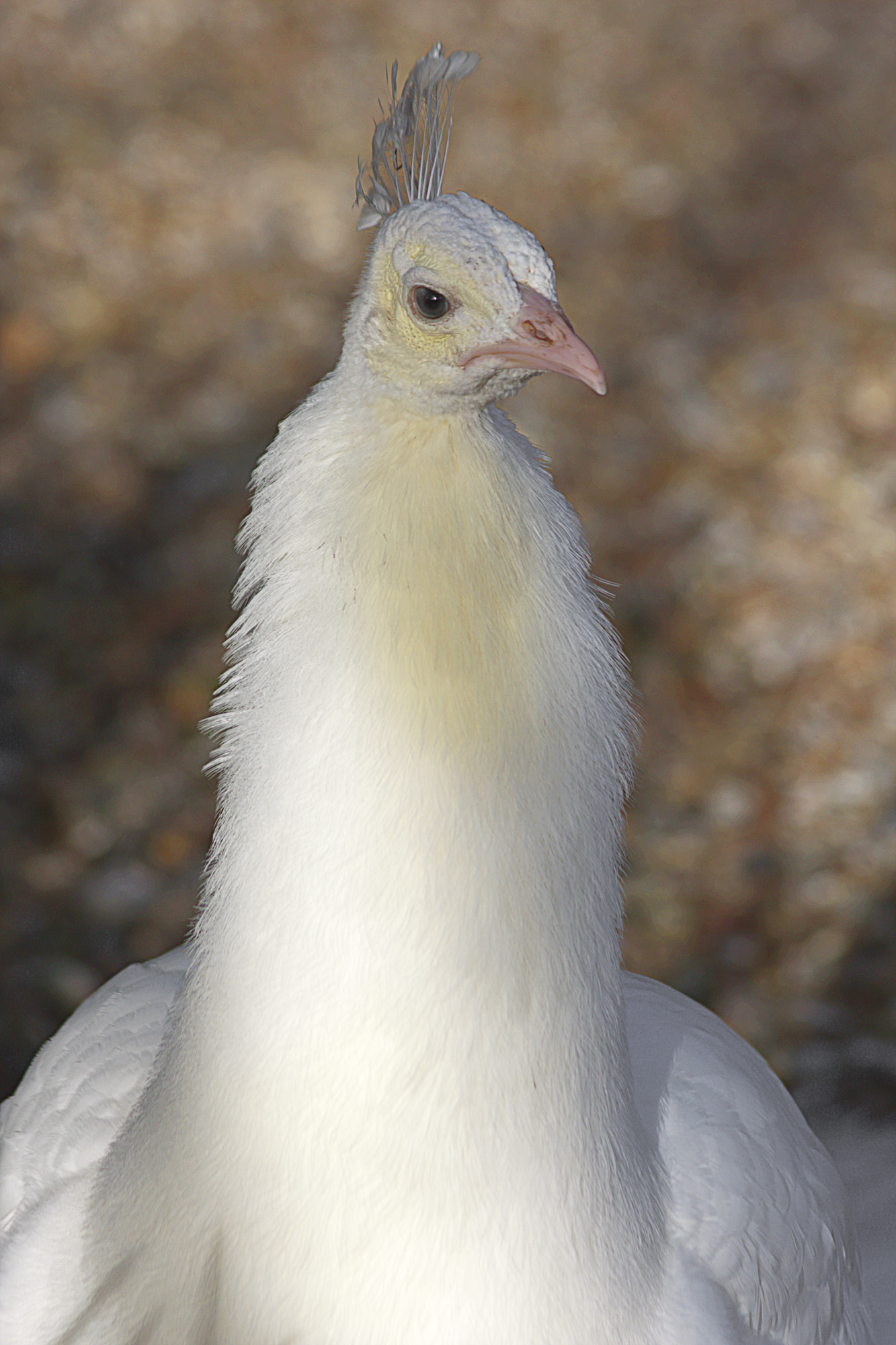 Canon EF 75-300mm F4.0-5.6 IS USM sample photo. Dorset march photography