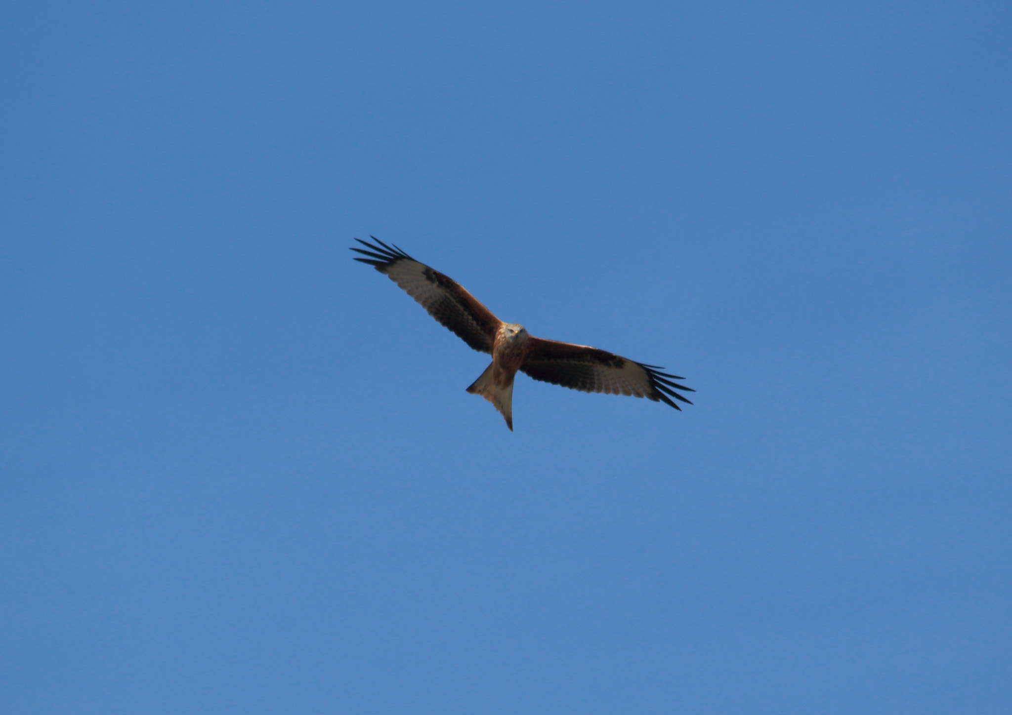 Sigma 150-500mm F5-6.3 DG OS HSM sample photo. Eagle´s eyes photography