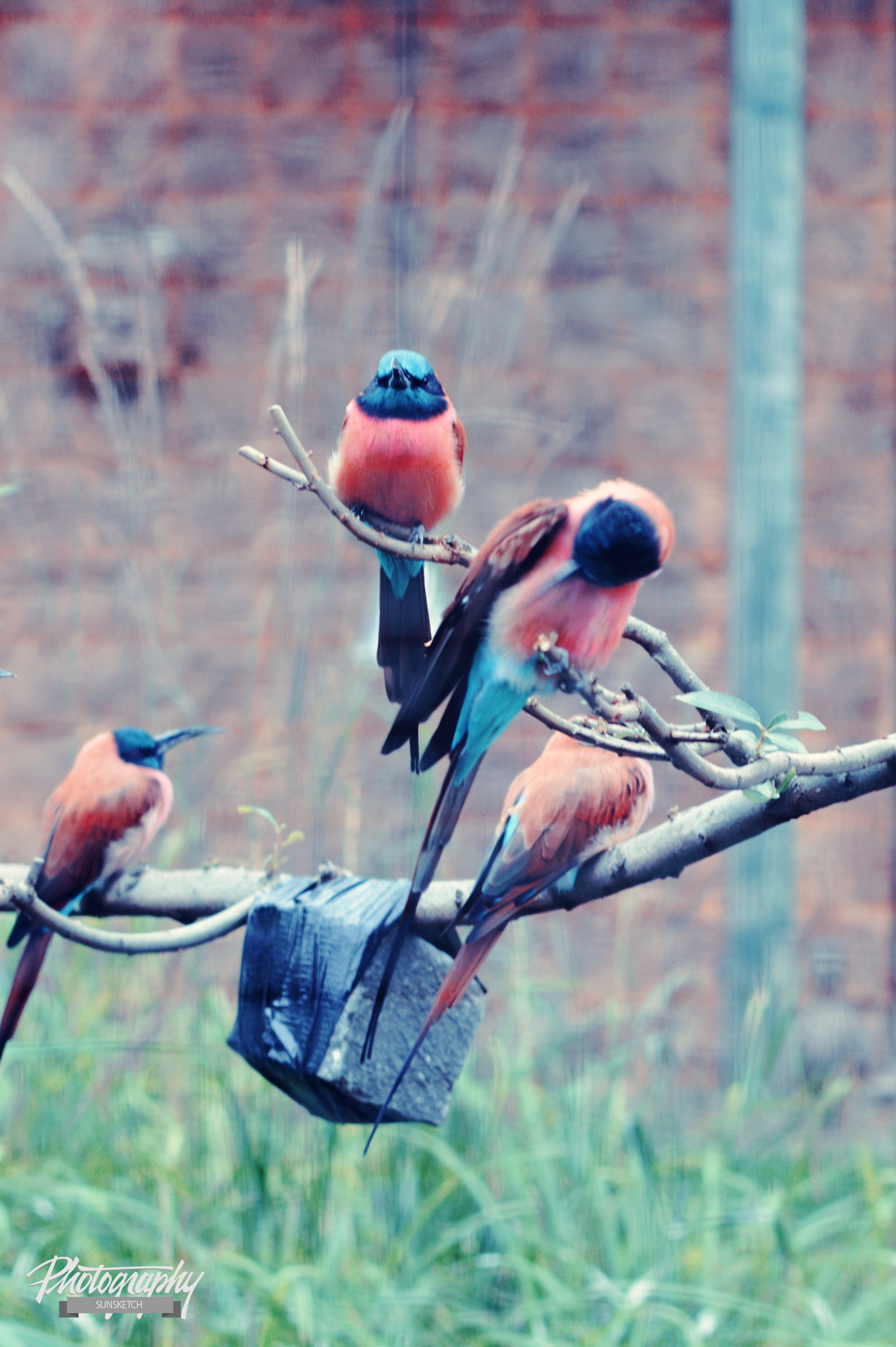 Sigma 70-200mm F2.8 EX DG OS HSM sample photo. Colour birds photography