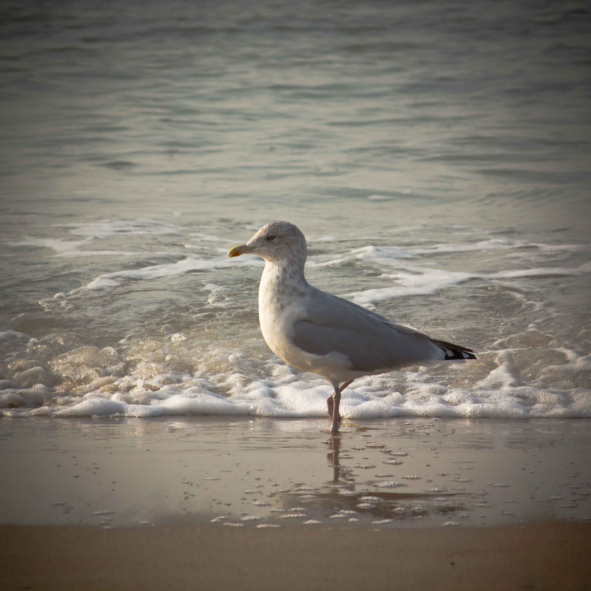 Canon EF 28-105mm f/3.5-4.5 USM sample photo. Seagull photography