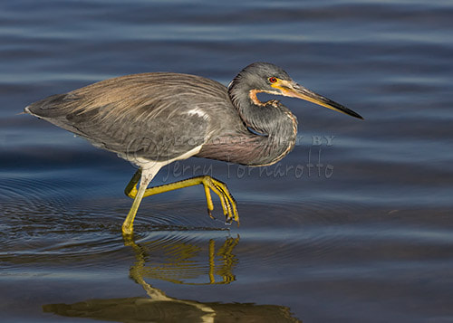 Canon EOS-1D Mark II + Canon EF 100-400mm F4.5-5.6L IS USM sample photo. Tricolored heron 1 photography