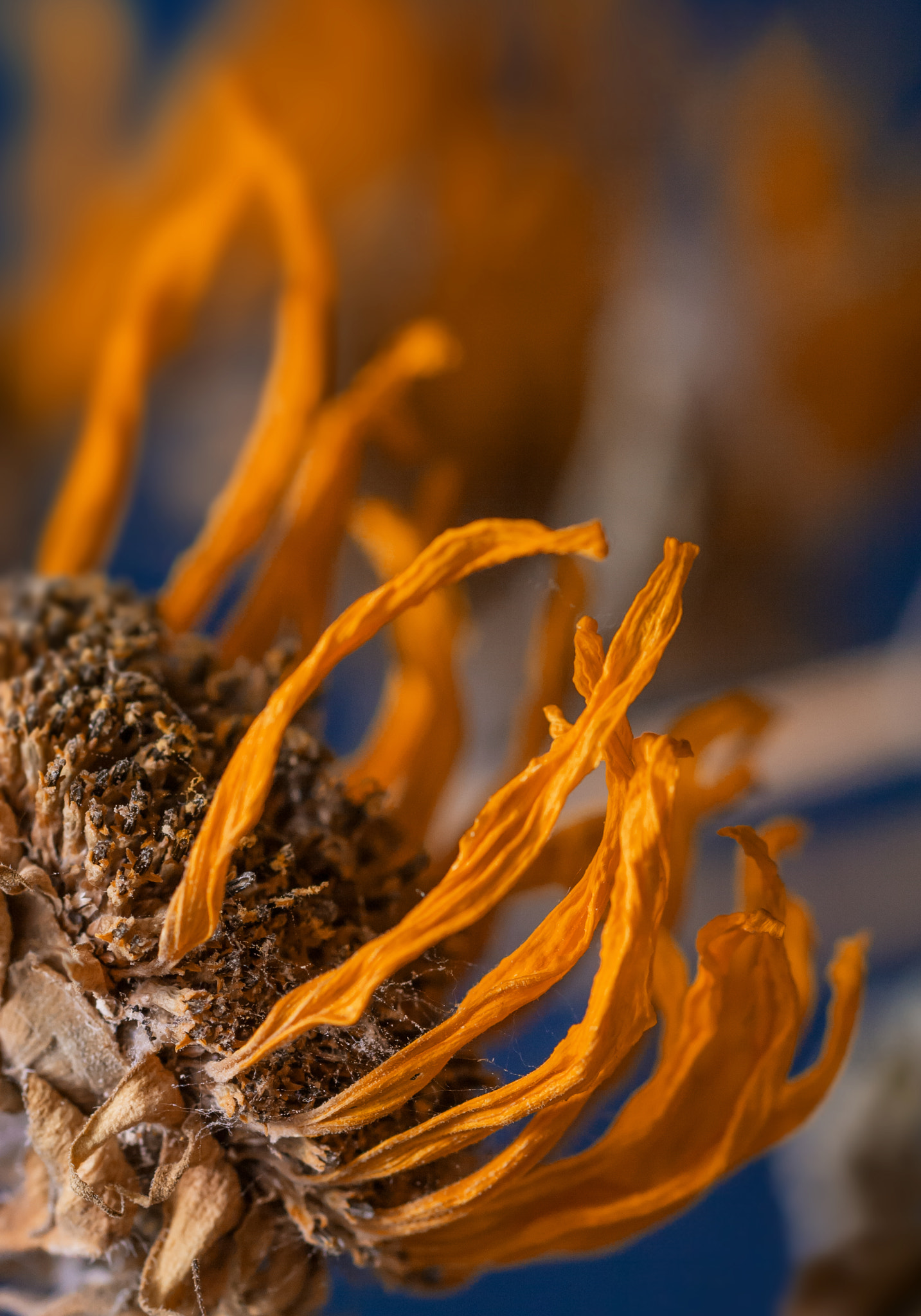 Sigma 105mm F2.8 EX DG Macro sample photo. *** photography