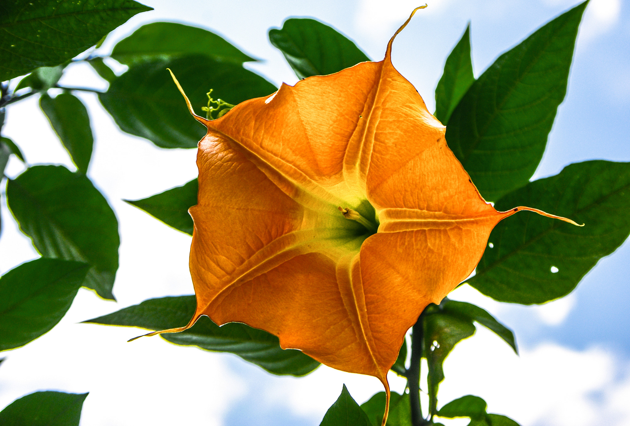 smc PENTAX-DA L 50-200mm F4-5.6 ED sample photo. Orange summer photography