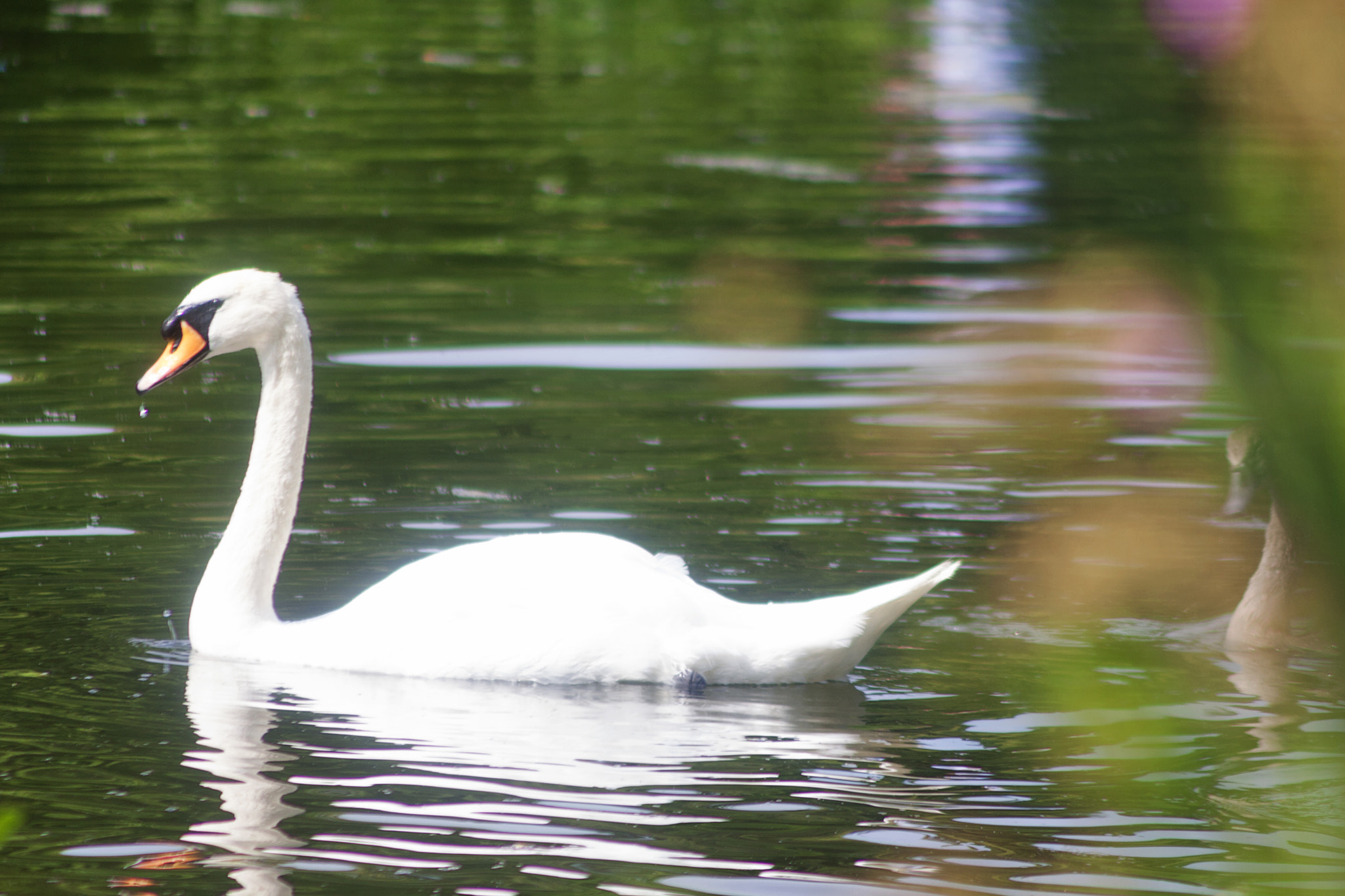 Canon EF 75-300mm F4.0-5.6 IS USM sample photo. Flatford kew photography