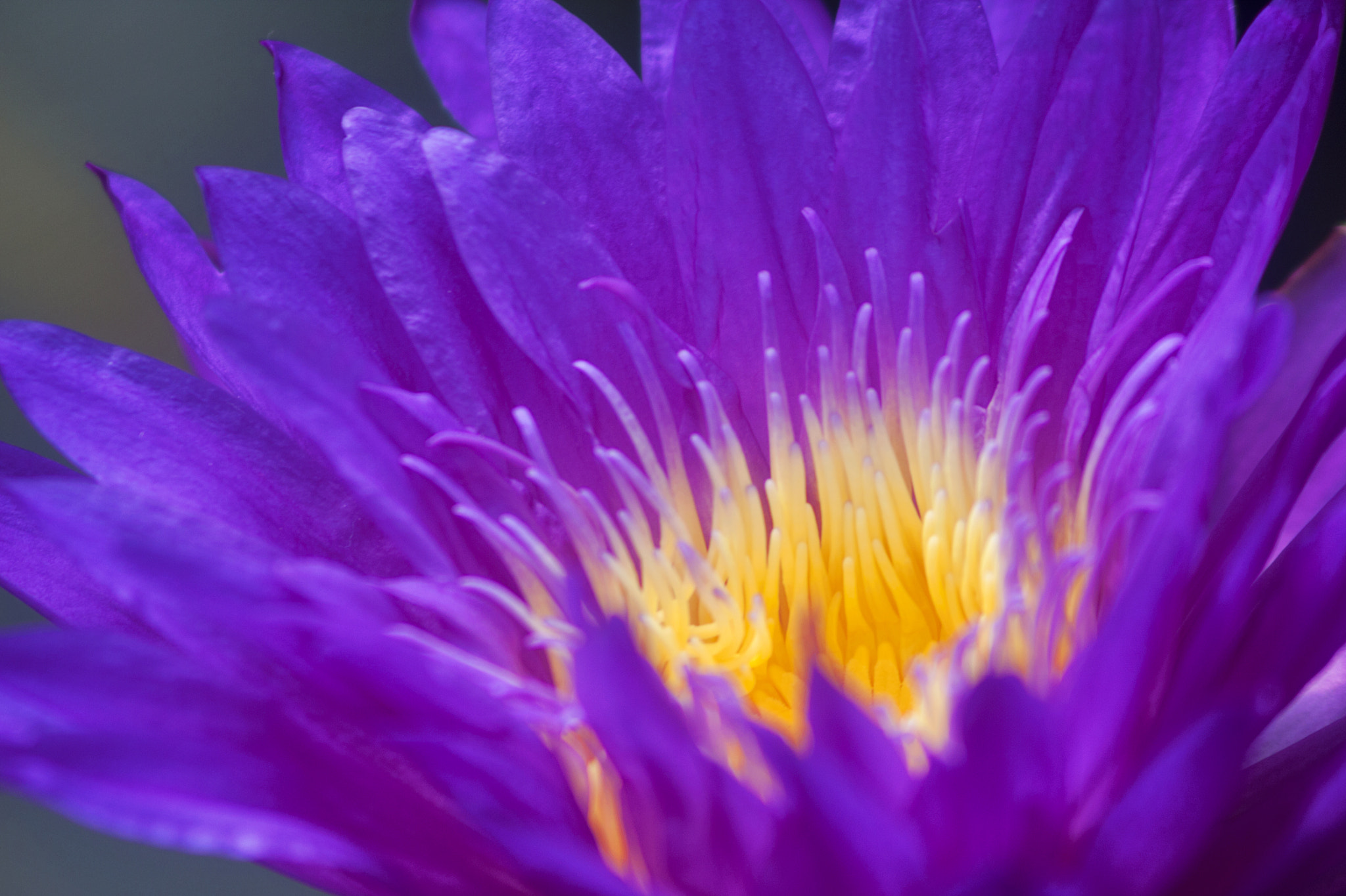 Canon EF 75-300mm F4.0-5.6 IS USM sample photo. Flatford kew photography