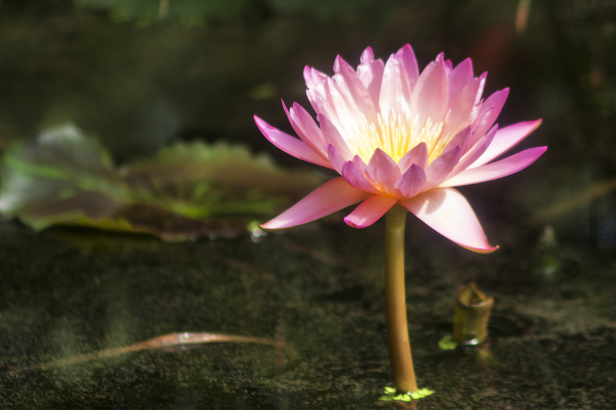 Canon EF 75-300mm F4.0-5.6 IS USM sample photo. Flatford kew photography
