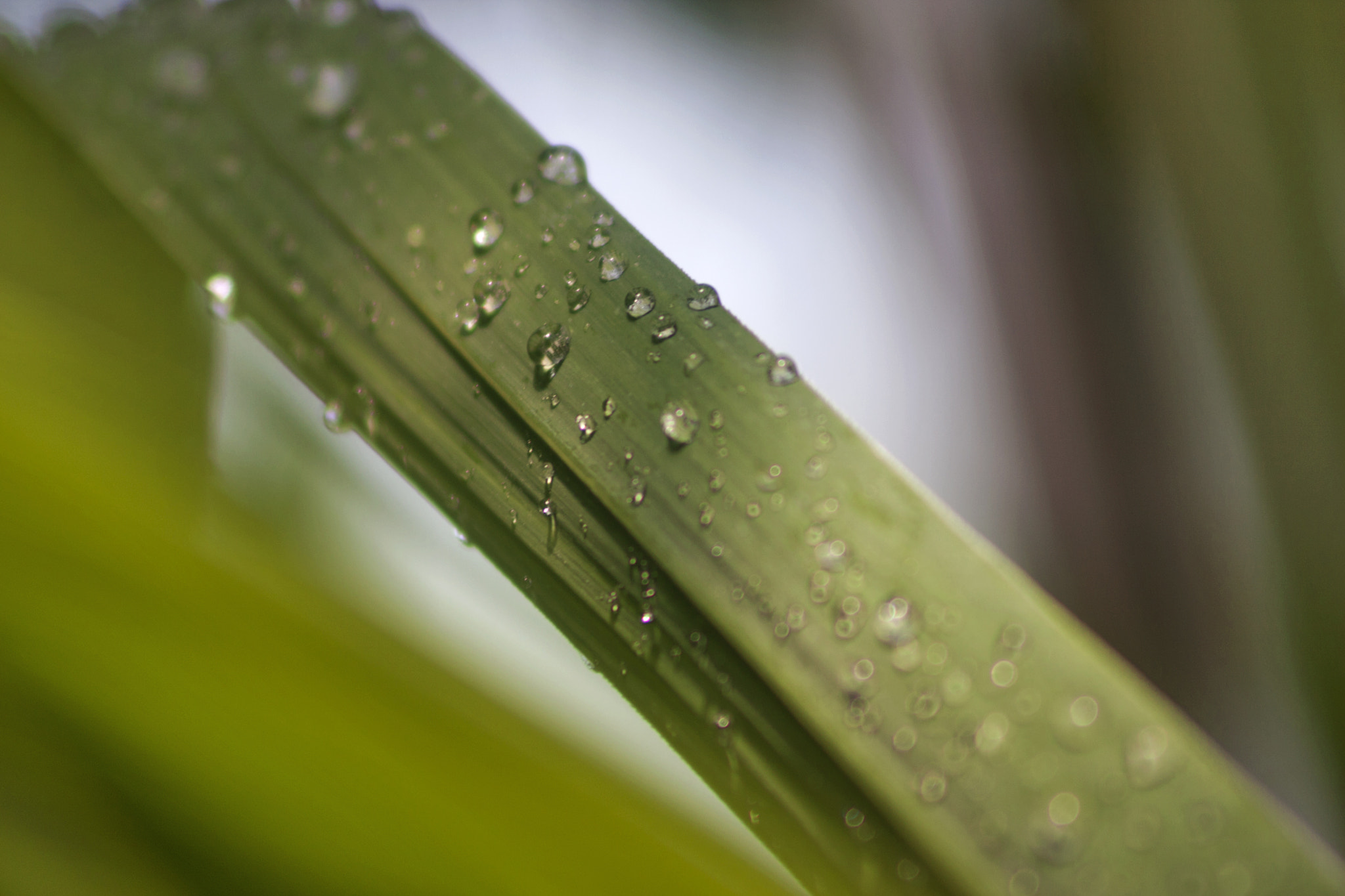 Canon EF 75-300mm F4.0-5.6 IS USM sample photo. Flatford kew photography