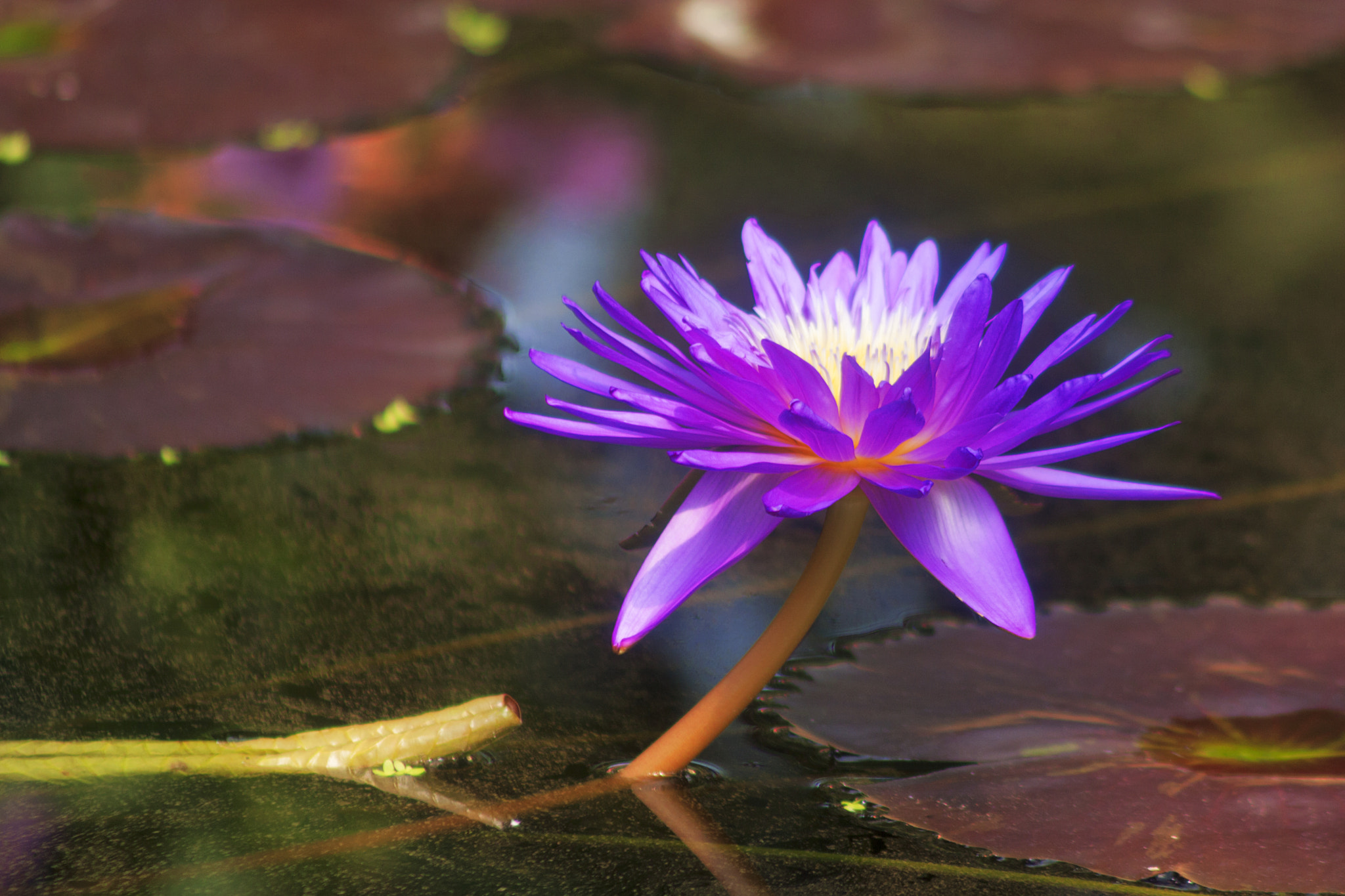 Canon EF 75-300mm F4.0-5.6 IS USM sample photo. Flatford kew photography