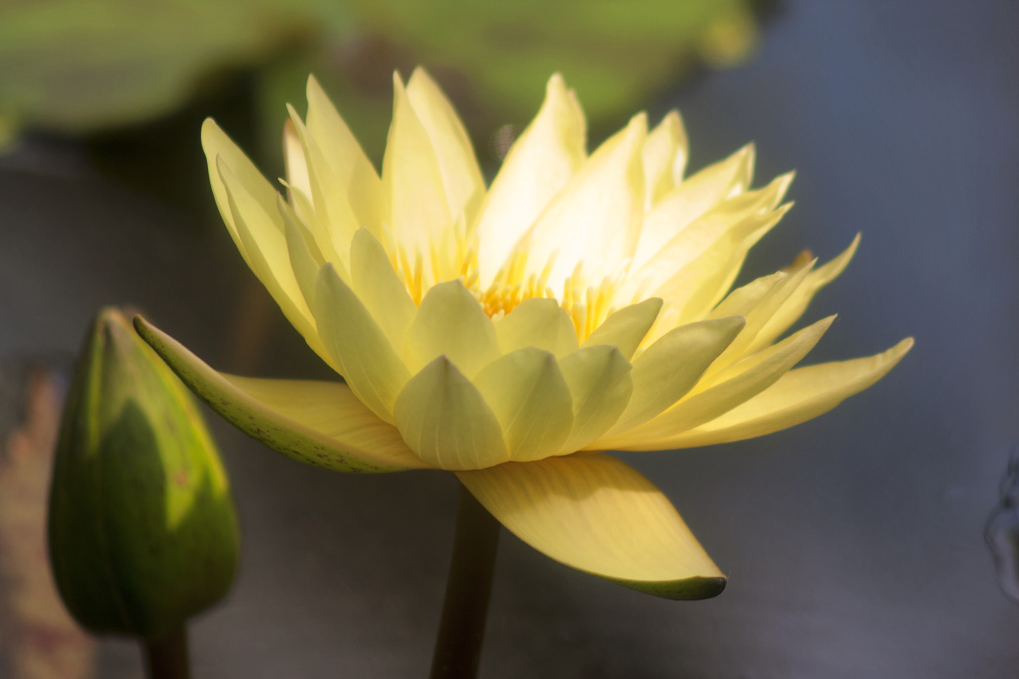 Canon EF 75-300mm F4.0-5.6 IS USM sample photo. Flatford kew photography