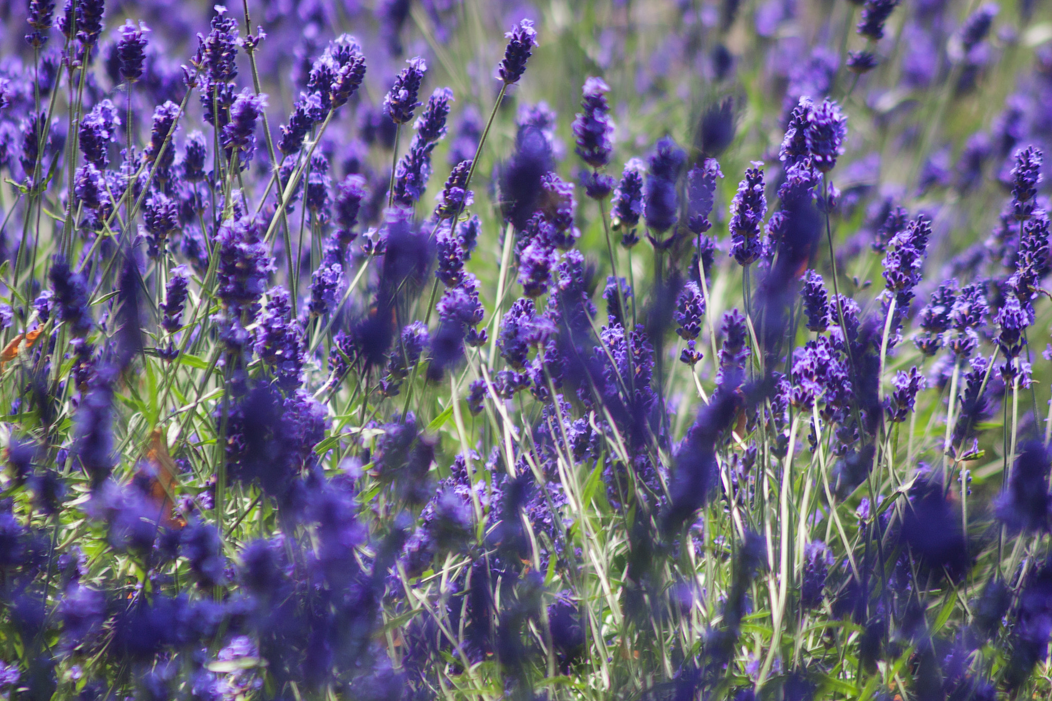 Canon EF 75-300mm F4.0-5.6 IS USM sample photo. Flatford kew photography