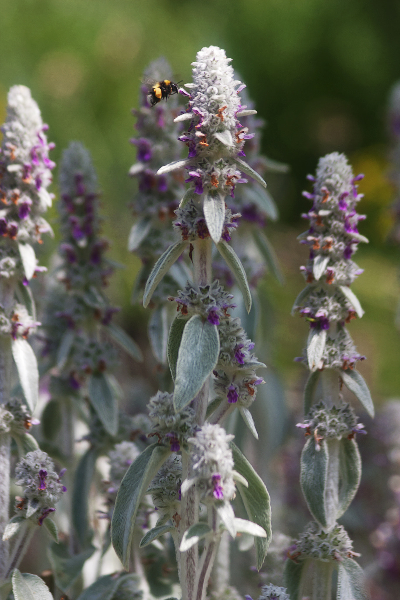 Canon EF 75-300mm F4.0-5.6 IS USM sample photo. Flatford kew photography