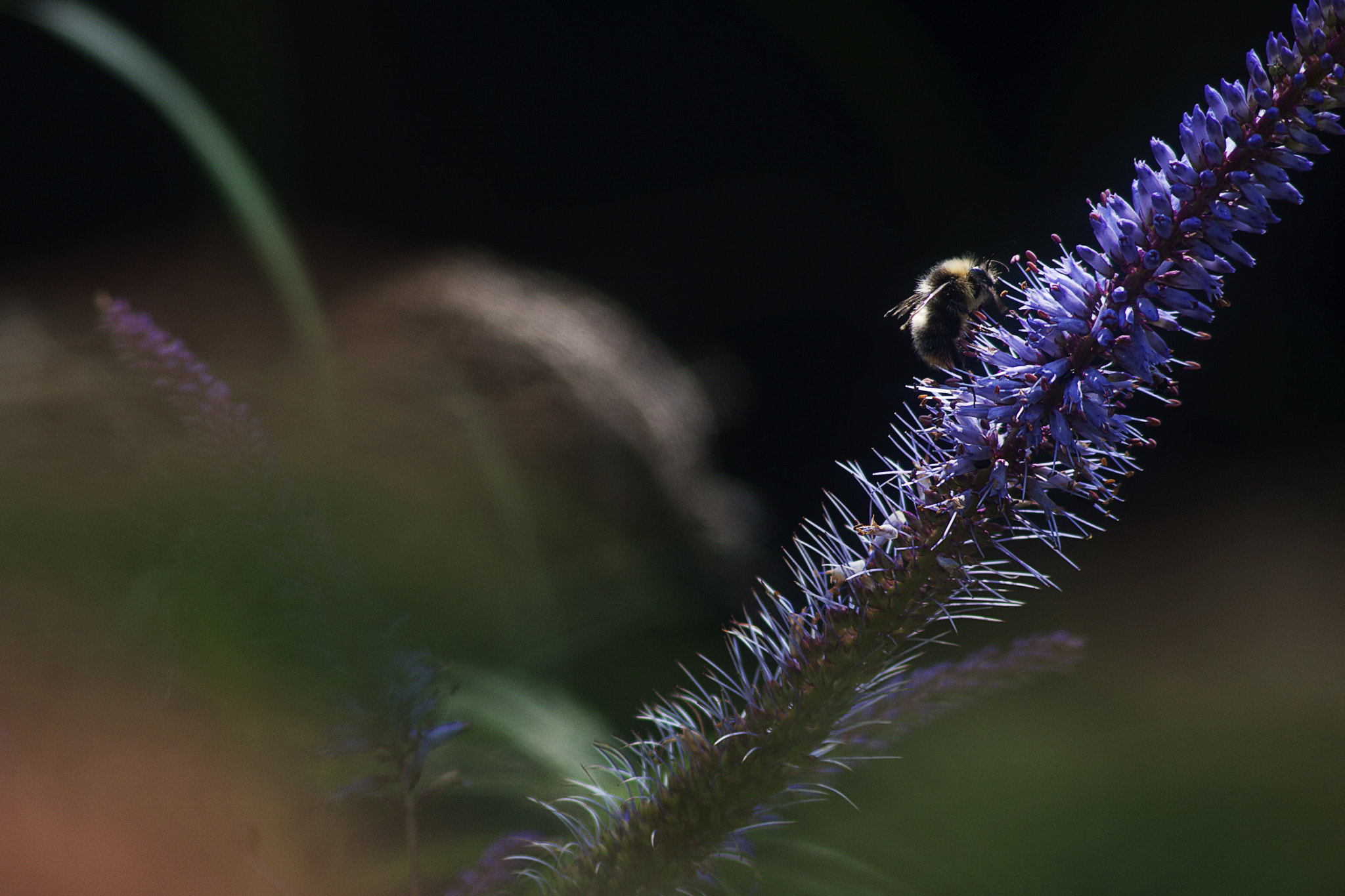 Canon EF 75-300mm F4.0-5.6 IS USM sample photo. Flatford kew photography
