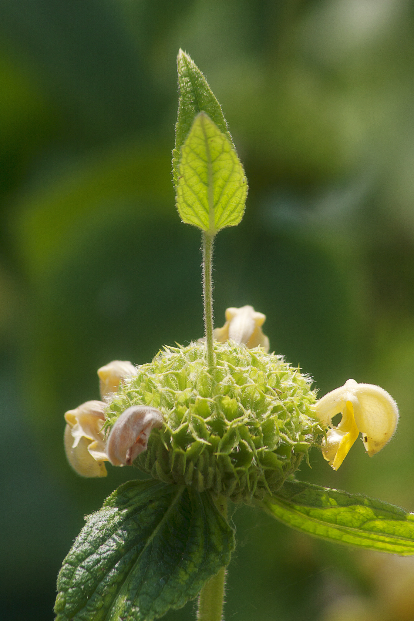 Canon EF 75-300mm F4.0-5.6 IS USM sample photo. Flatford kew photography