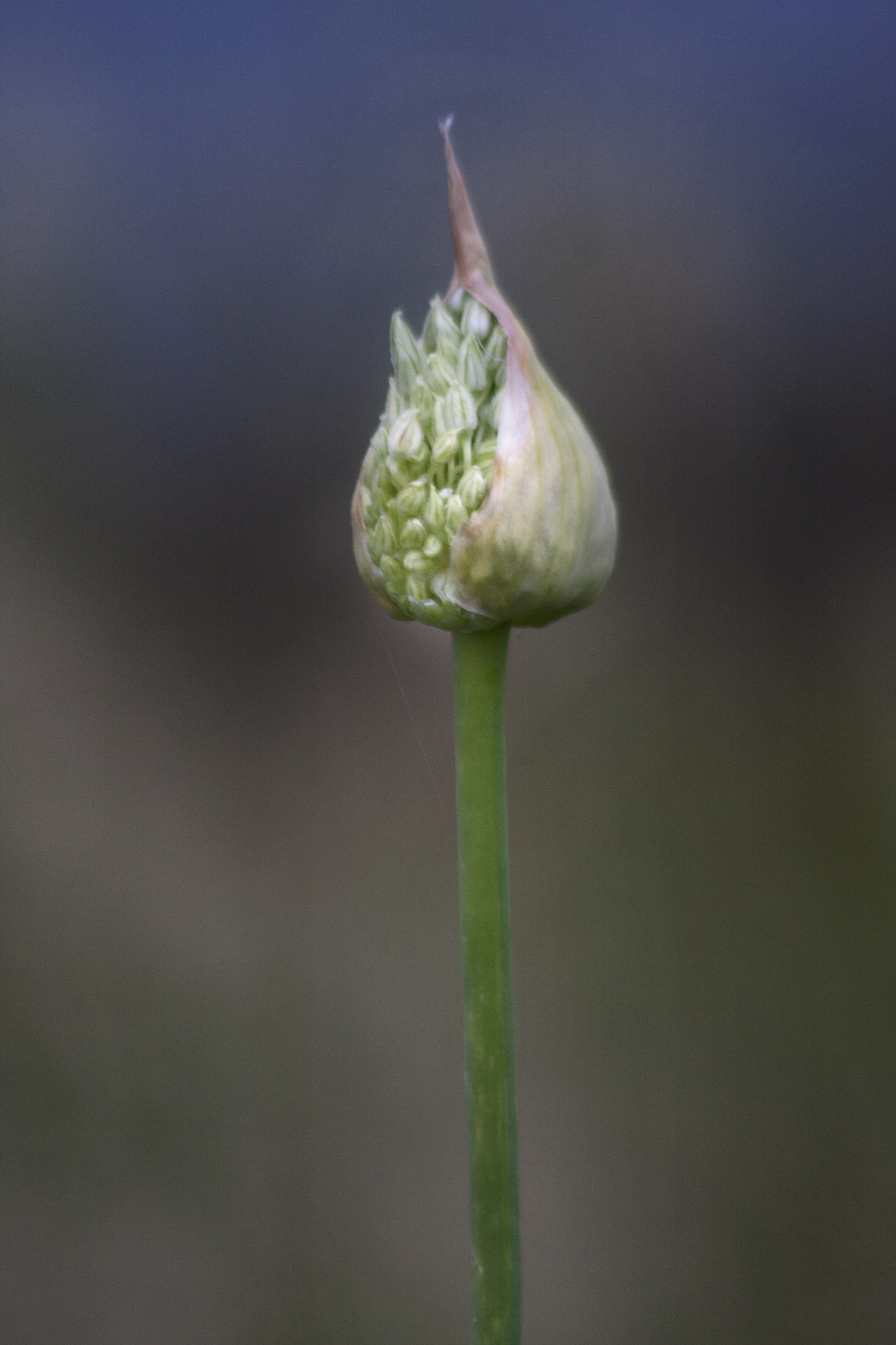 Canon EF 75-300mm F4.0-5.6 IS USM sample photo. Dorset juneth photography