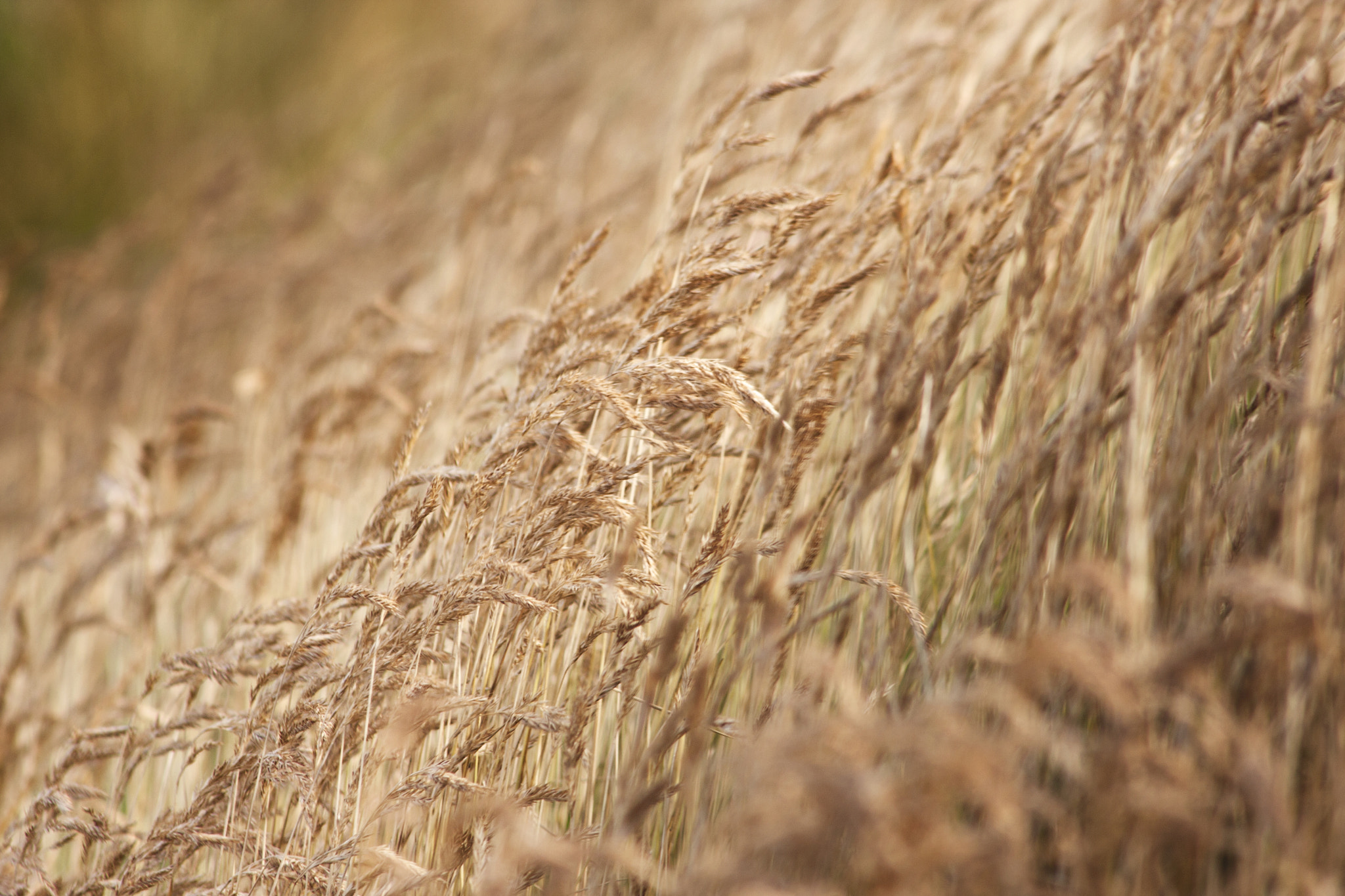 Canon EF 75-300mm F4.0-5.6 IS USM sample photo. Dorset juneth photography
