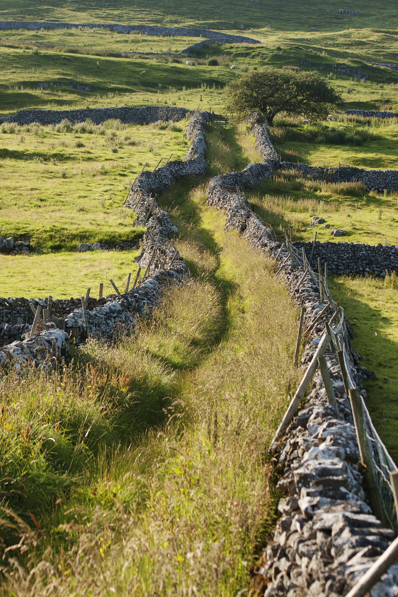 Canon EF 75-300mm F4.0-5.6 IS USM sample photo. Malham photography