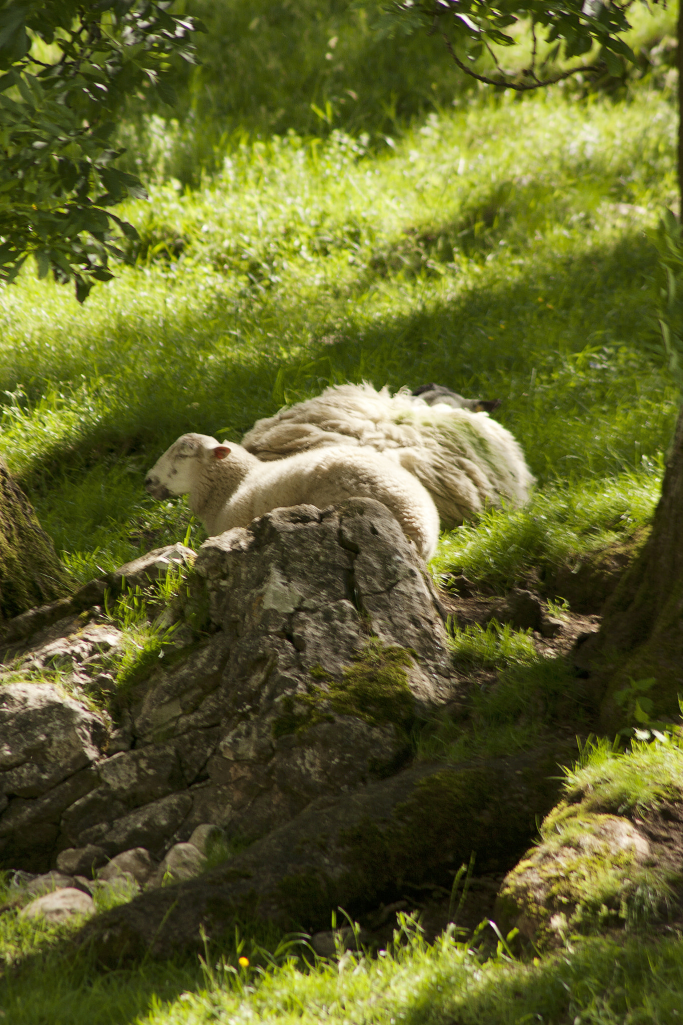 Canon EF 75-300mm F4.0-5.6 IS USM sample photo. Malham photography