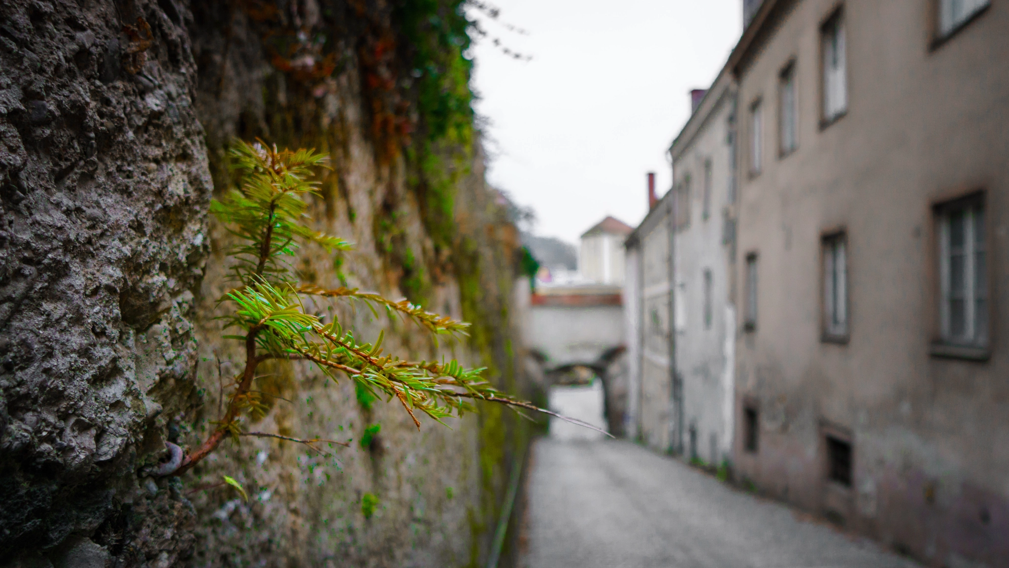 Sony a5100 + Sony E 10-18mm F4 OSS sample photo. Small, single tree in the wall photography