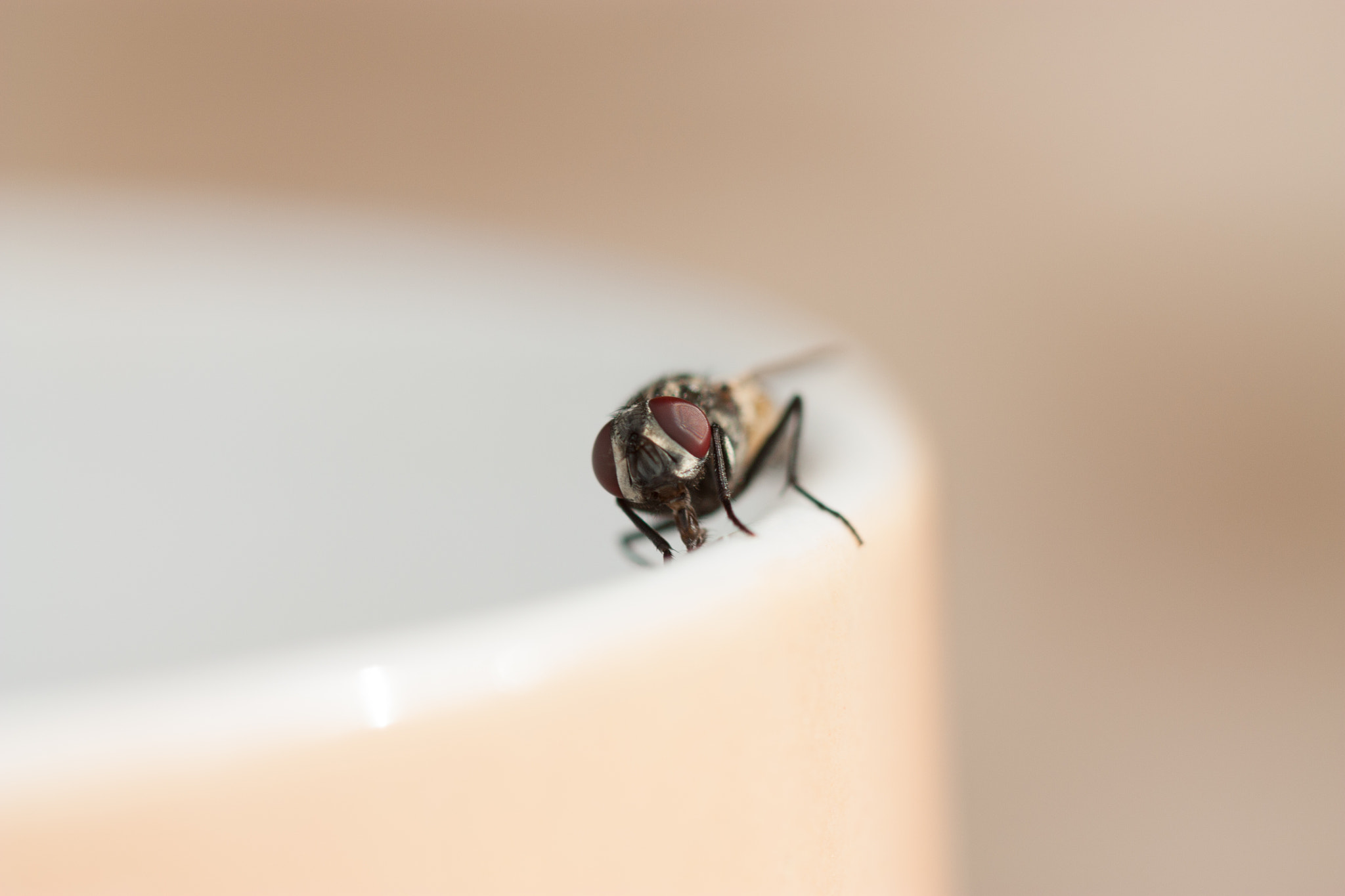 Canon EOS 450D (EOS Rebel XSi / EOS Kiss X2) + Canon EF 100mm F2.8 Macro USM sample photo. A fly in my coffe photography