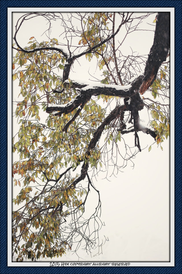 Canon EF 100-400mm F4.5-5.6L IS USM sample photo. Winterpaint  photography
