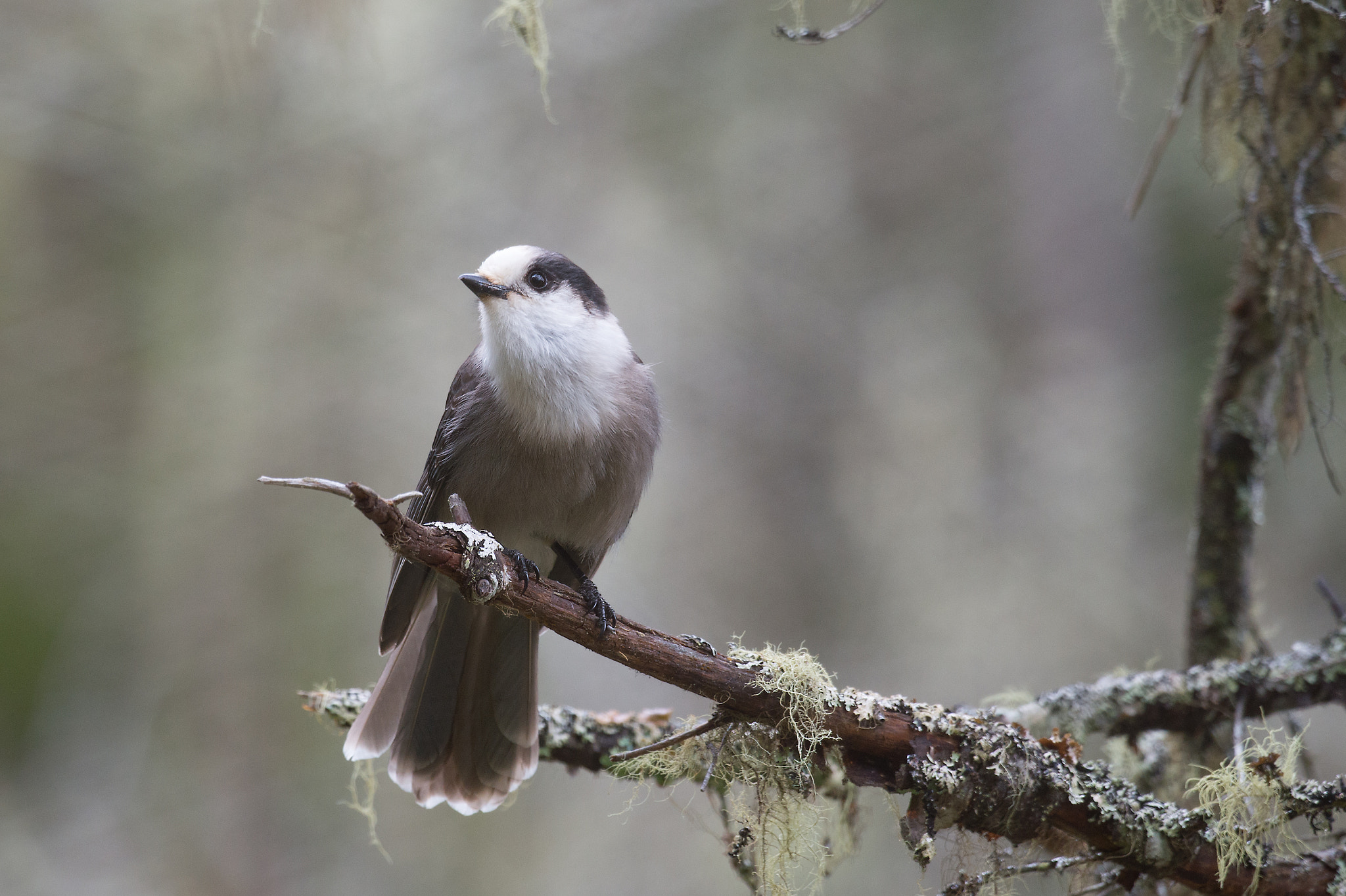 Nikon D4 + Sigma 24-60mm F2.8 EX DG sample photo. Mésangeai du canada,  grey jay. photography